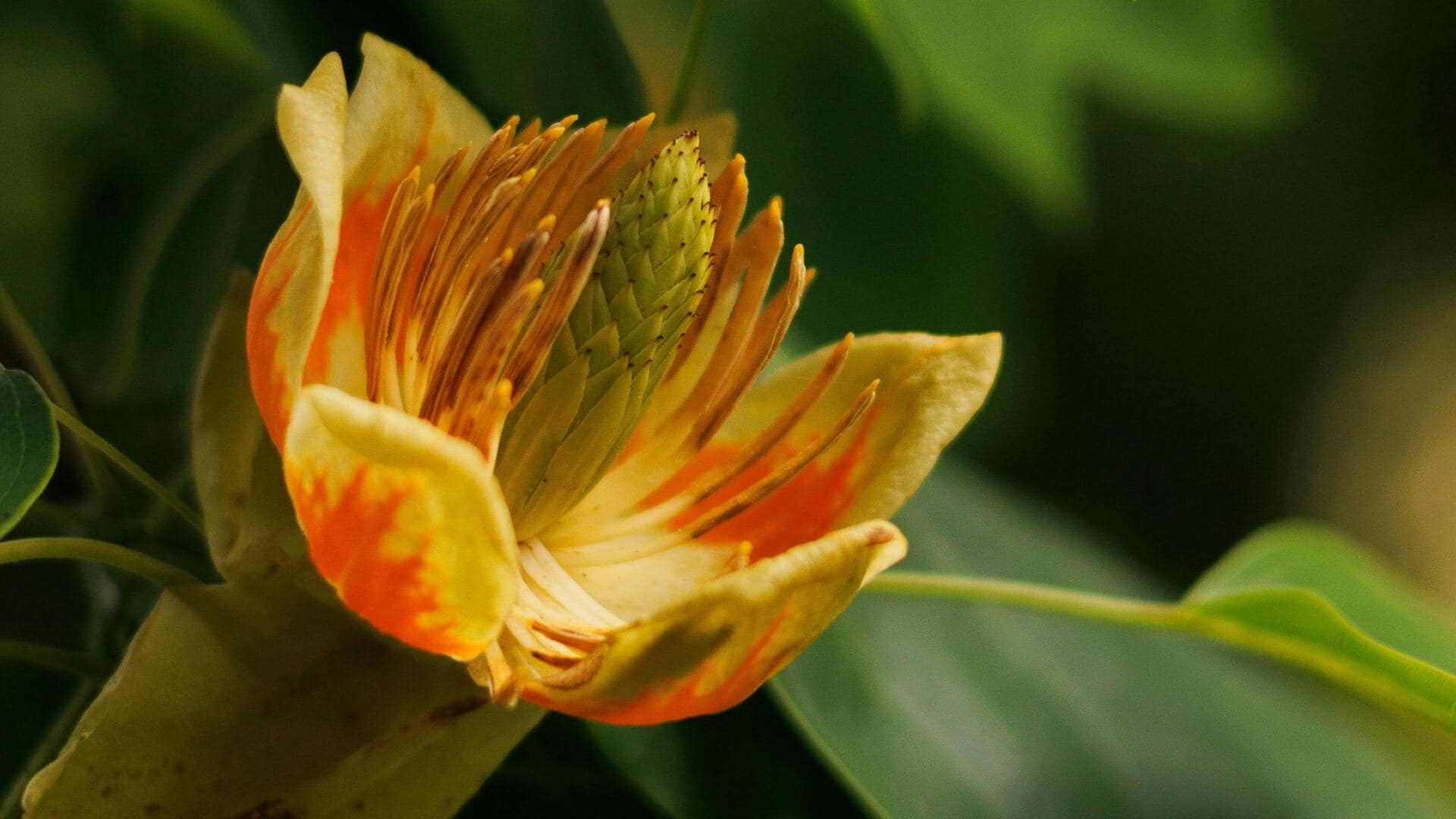 Fakta Menarik tentang Pohon Tulip yang Harus Anda Ketahui