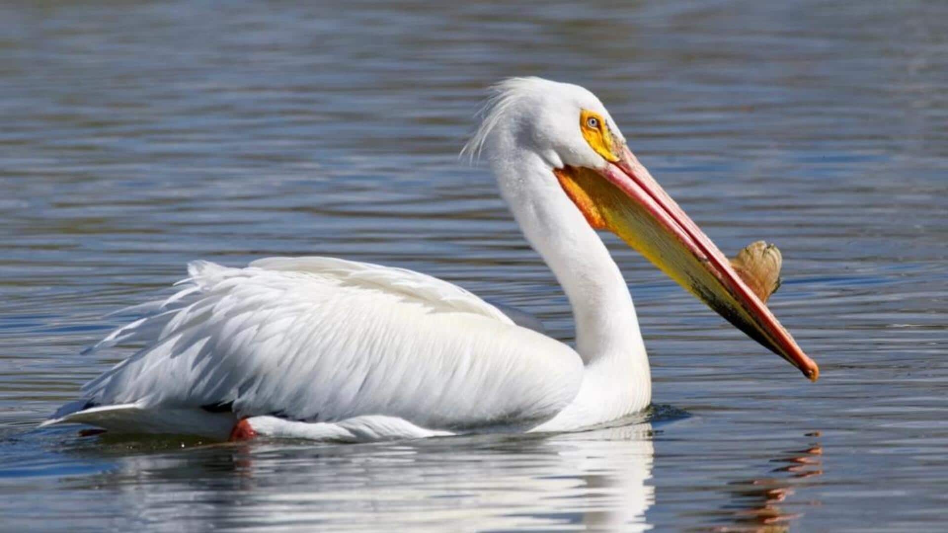 Lima Fakta Menarik tentang Perubahan Bulu Pelikan setiap Musim