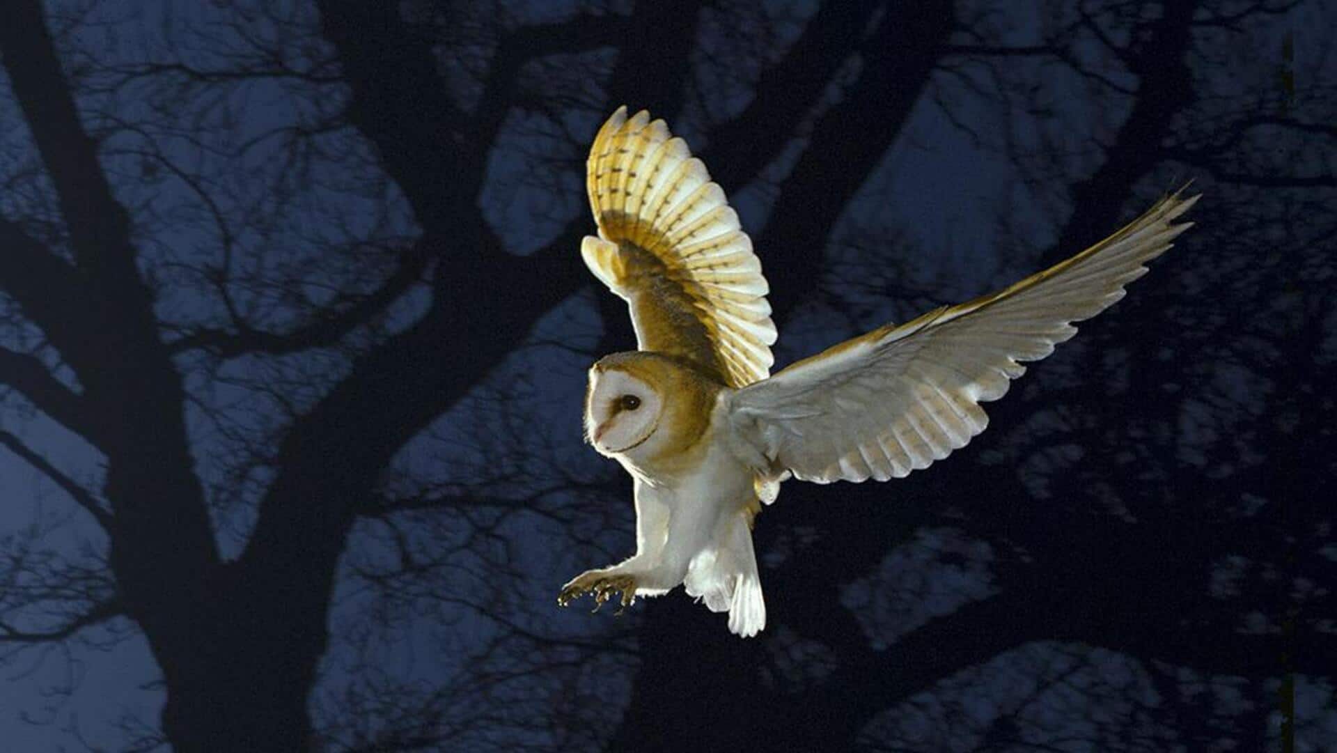 Mempelajari Aerodinamika dan Teknik Berburu Burung Hantu