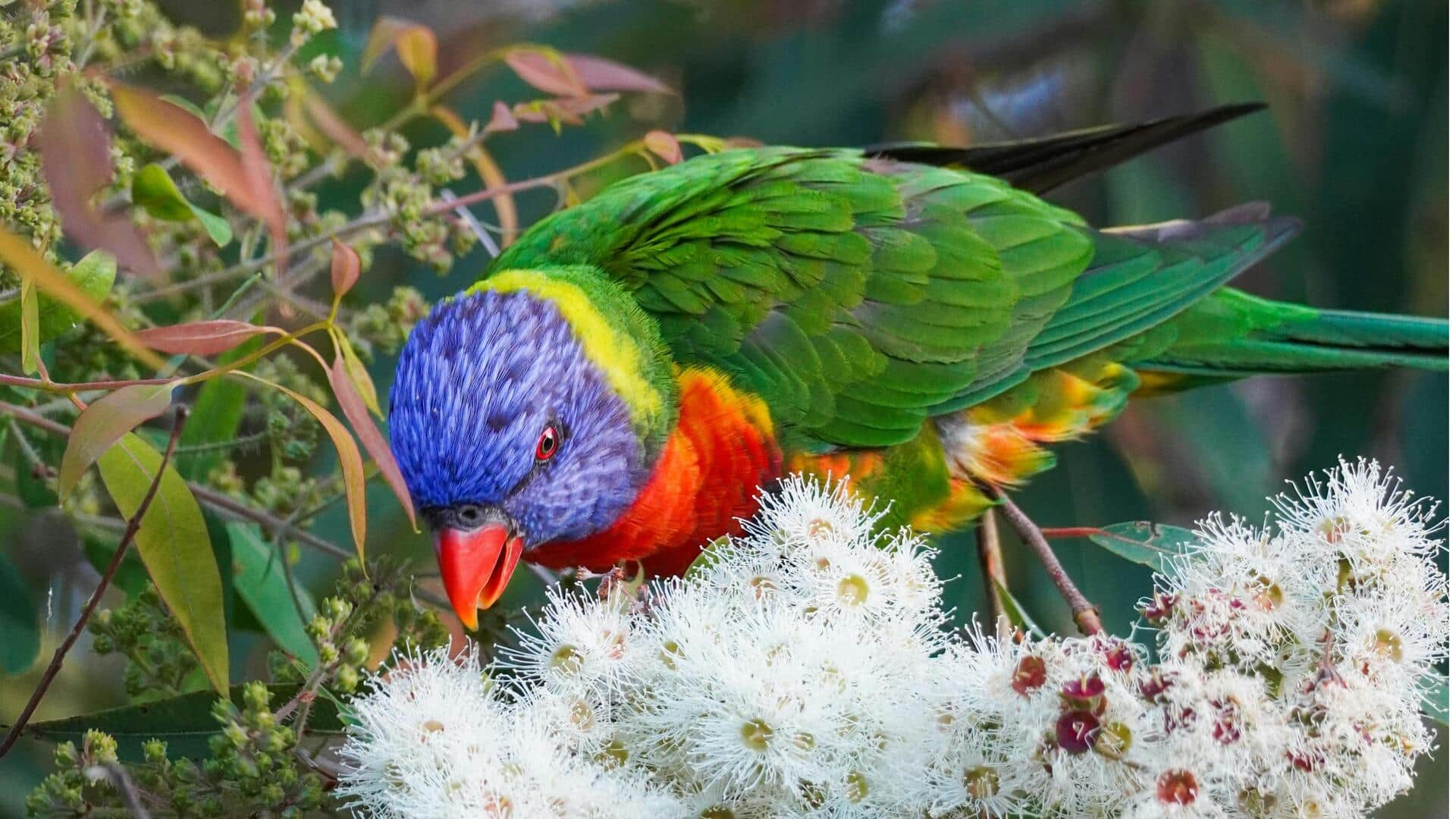 Menjelajahi Habitat Burung Nuri Malam di Taman Nasional Diamantina, Australia