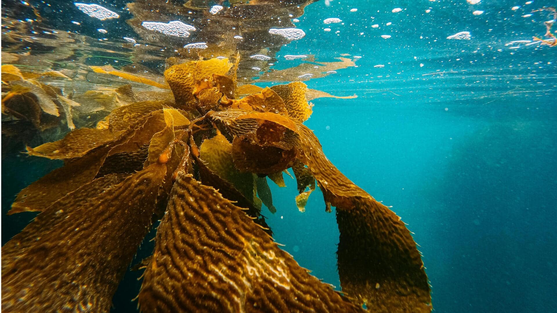 Menjelajahi Hutan Kelp di Monterey Bay, AS