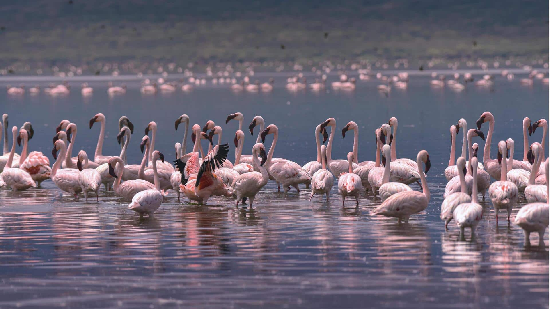 Menjelajahi Keindahan Danau-Danau Besar di Lembah Rift, Kenya