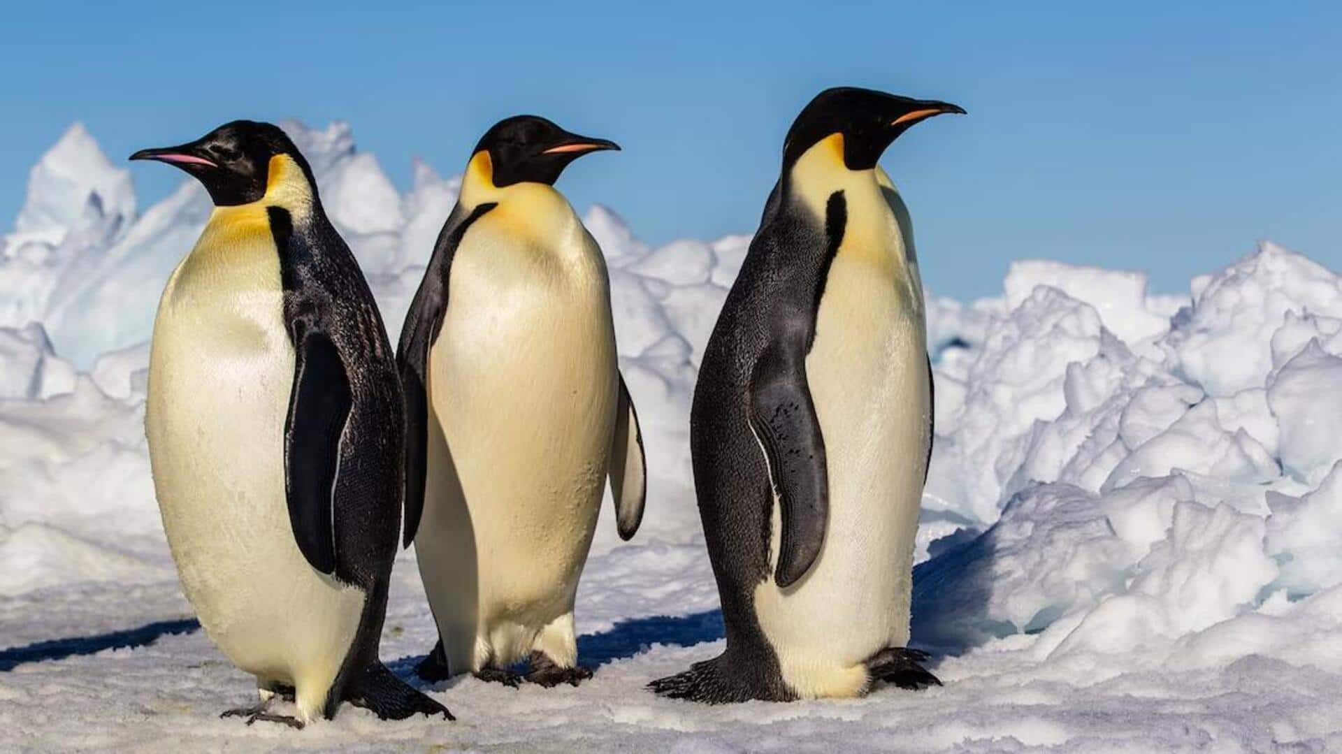Adaptasi Penguin di Habitat yang Dingin