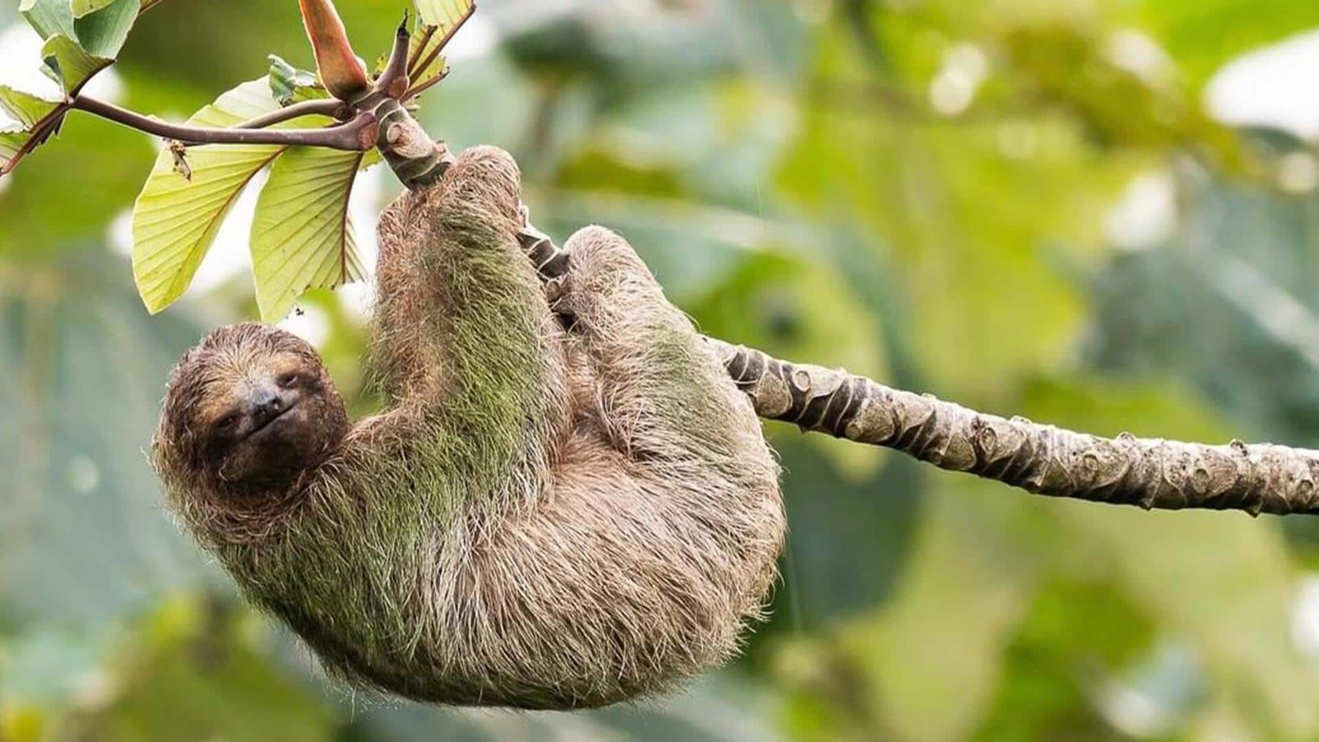 Mengungkap Kehidupan Kukang di Pepohonan