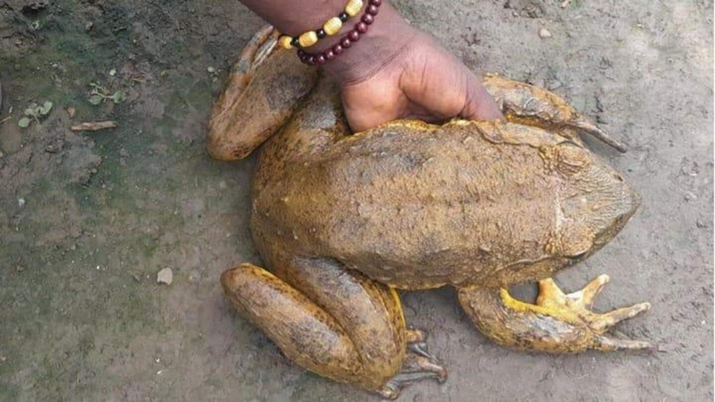 Pria ini sedang dalam misi untuk menyelamatkan katak terbesar di dunia
