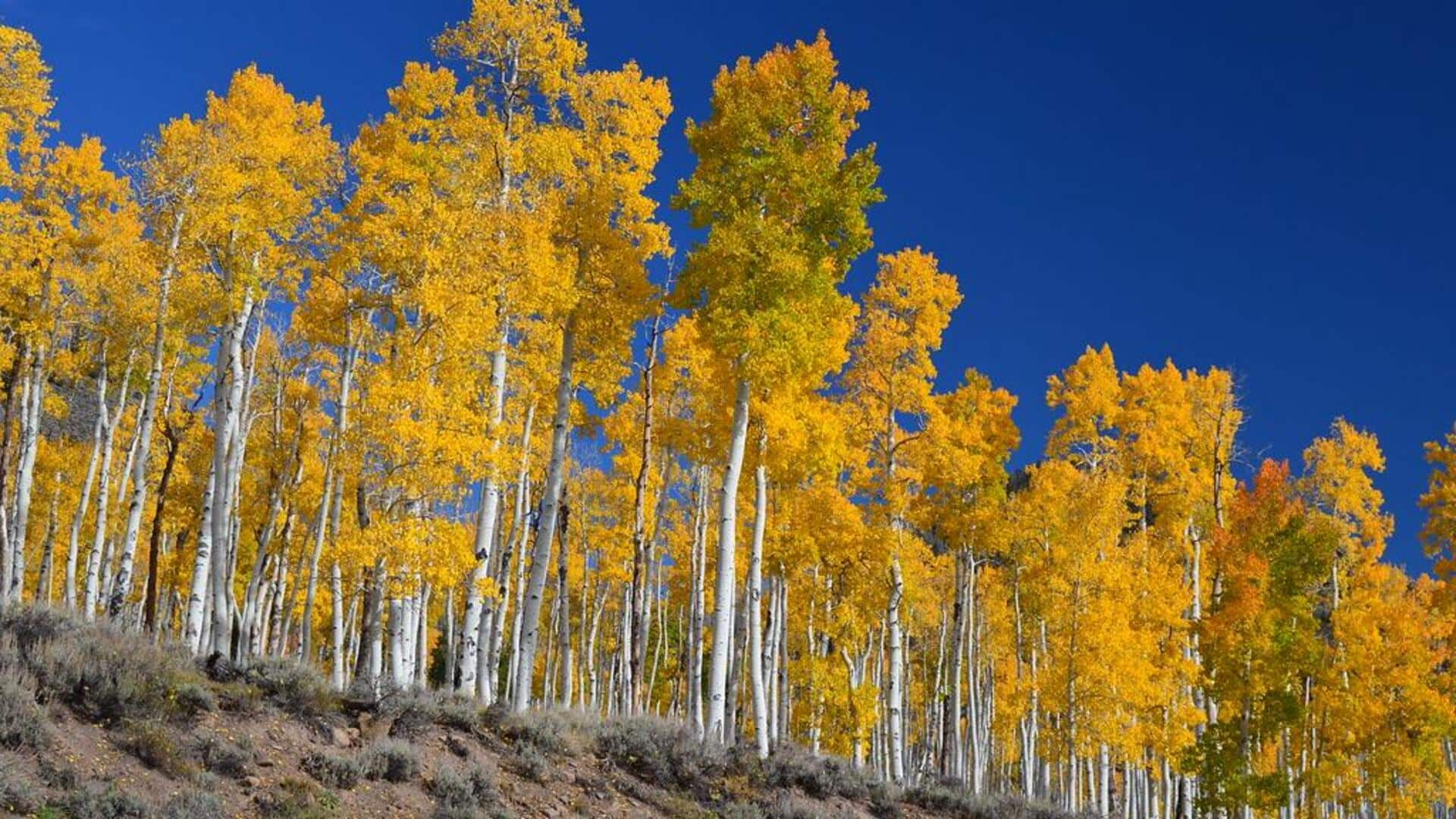 Menjelajahi Pando, Raksasa Bergetar di Utah, AS