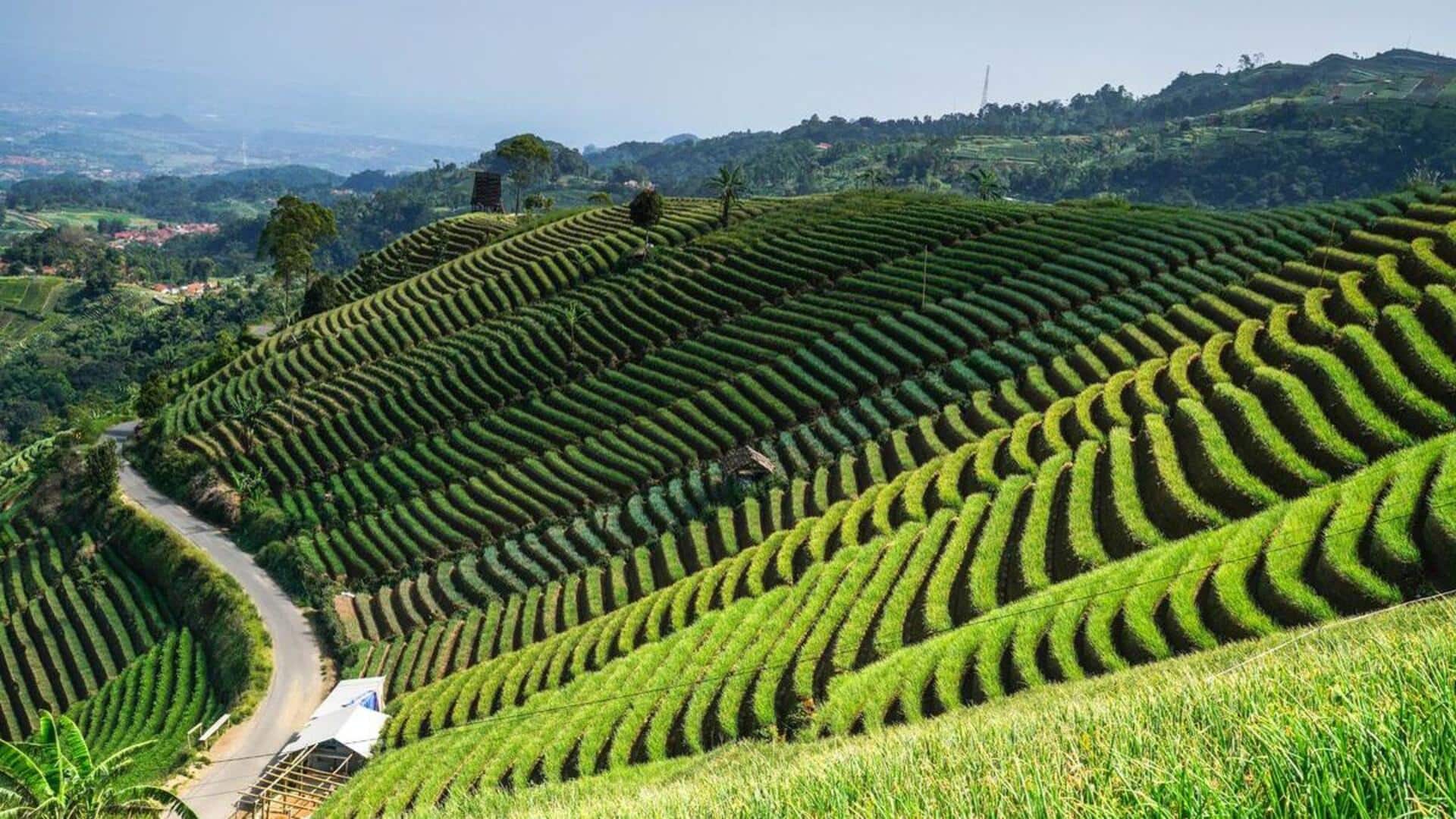 Menikmati Perjalanan Indah Melintasi Sawah Bertingkat di Pulau Jawa Menikmati Perjalanan Indah Melintasi Sawah Bertingkat di Pulau Jawa