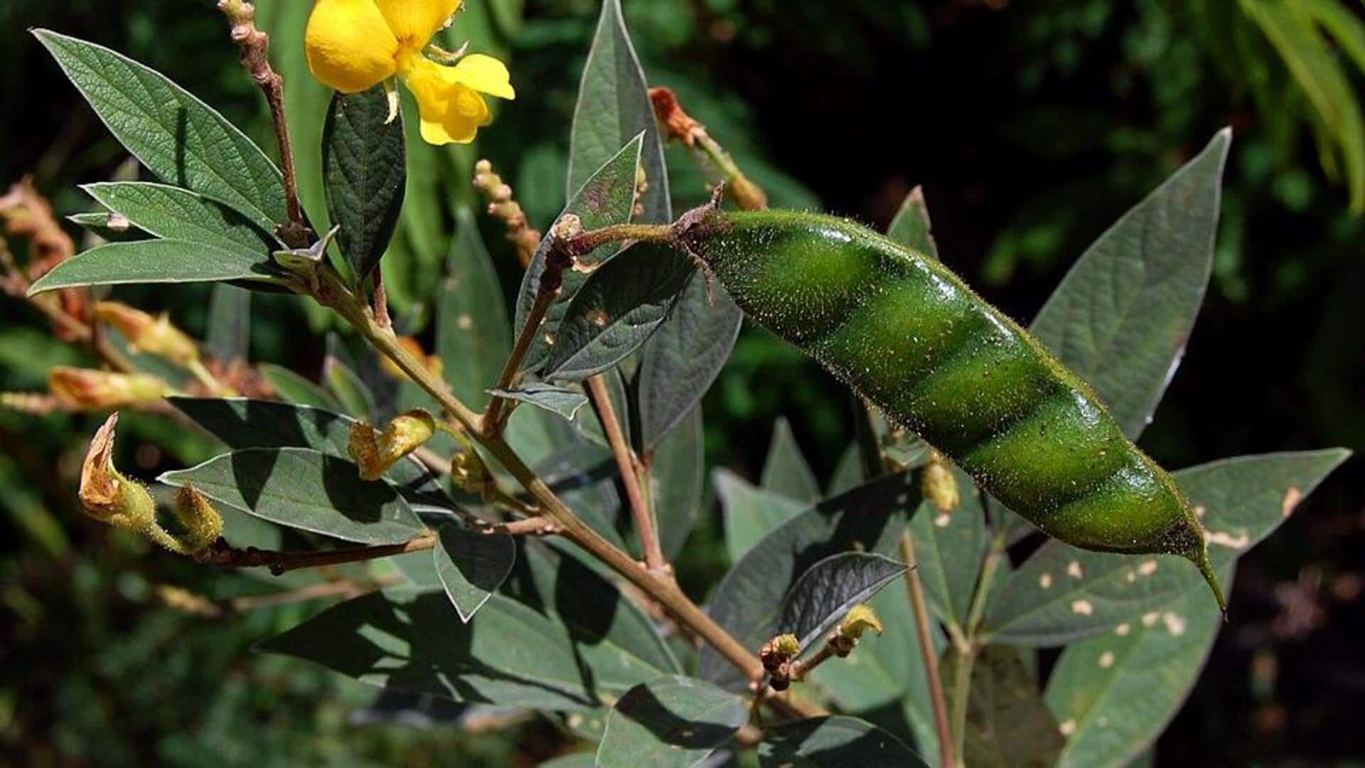 Menanam Kacang Gude di Ruang Urban Terbatas