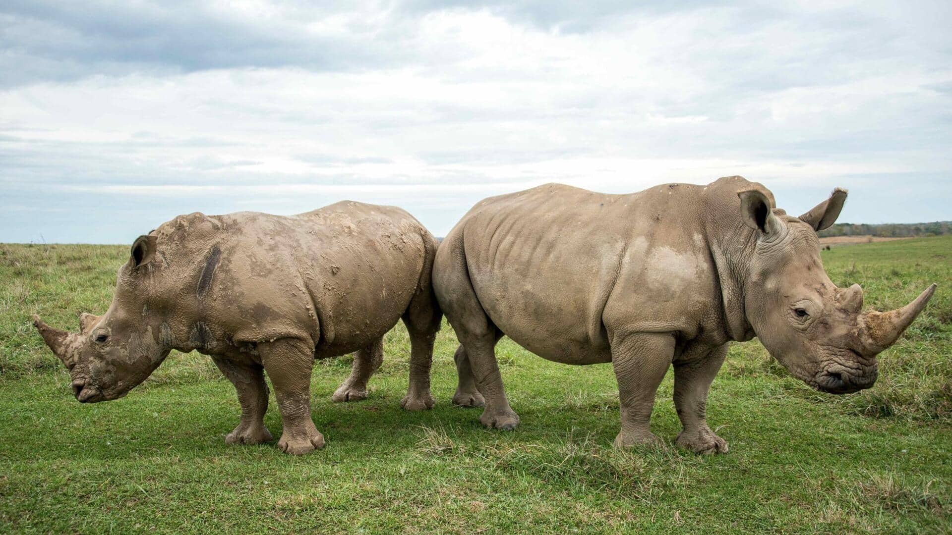 Memahami Kebiasaan Menyentuh Kulit antar Badak