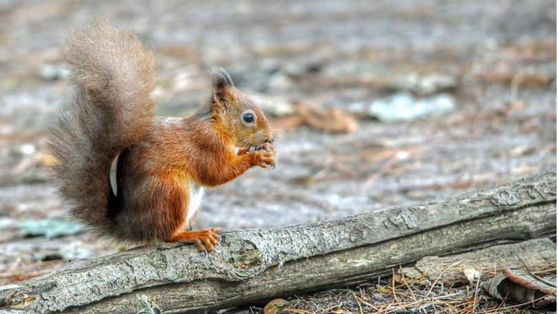 Tahapan Kehidupan Unik dari Tupai Liar