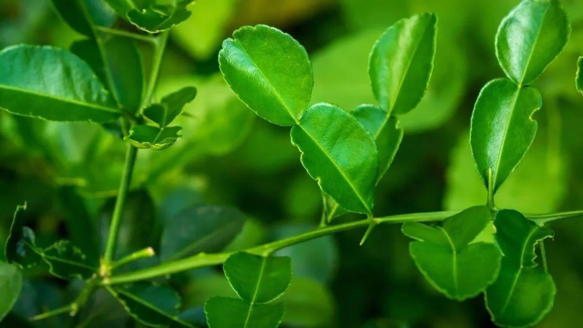 Rempah Esensial untuk Pengalaman Kuliner yang Autentik di Bali