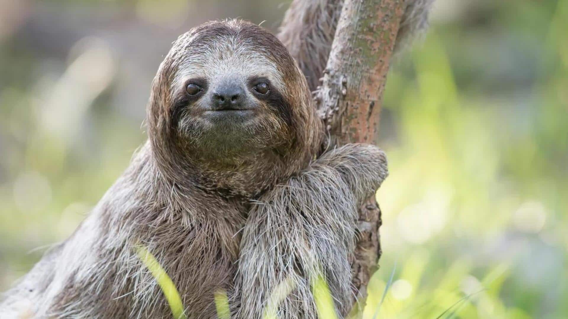 Adaptasi Kungkang di Berbagai Ekosistem Hutan