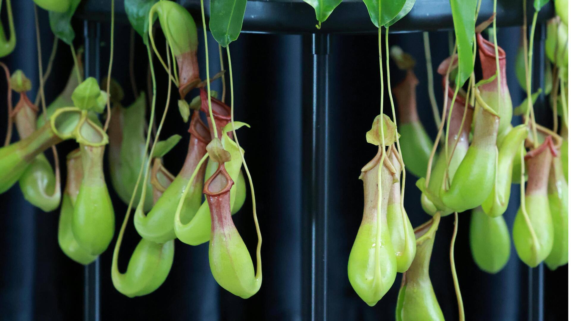 Cara Menanam Kantong Semar di Dalam Ruangan dengan Efektif