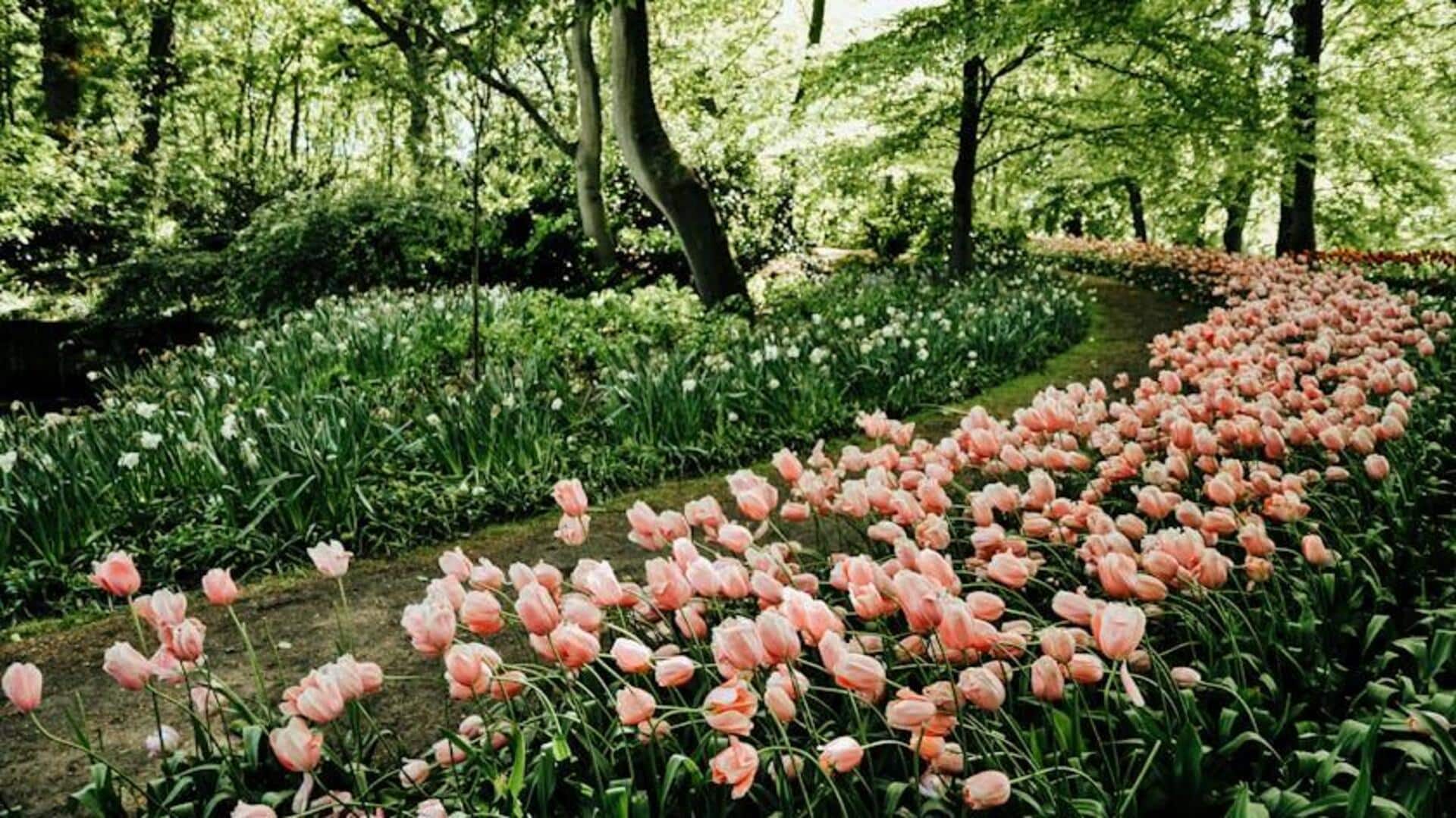 Menjelajahi Lima Taman Jepang Tenang di Belanda