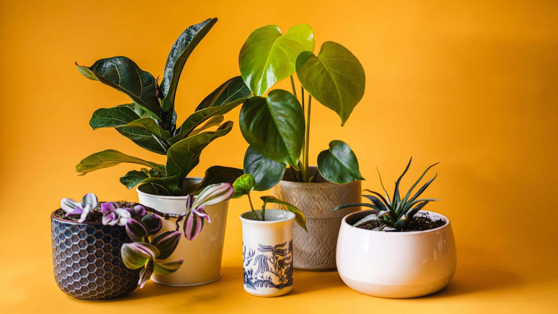Cara membuat rutinitas perawatan tanaman indoor Cara membuat rutinitas perawatan tanaman indoor