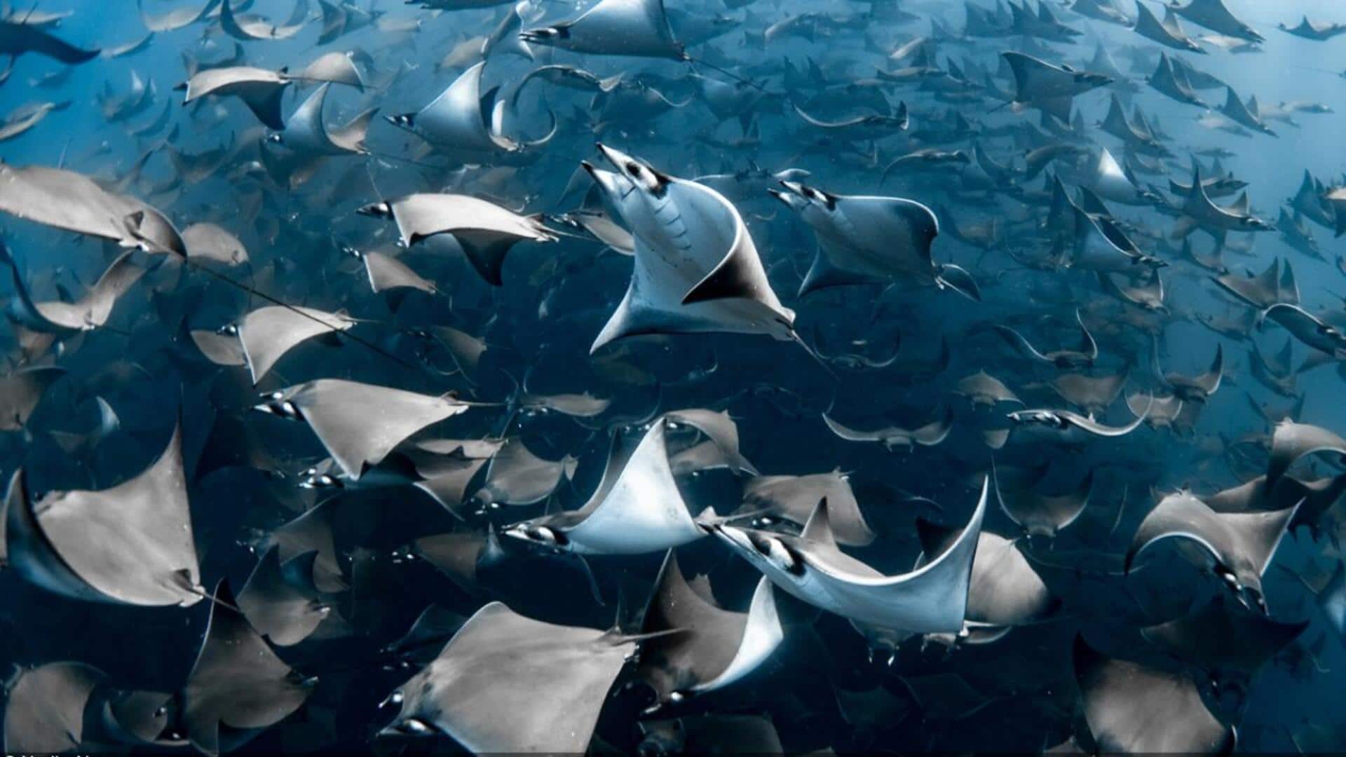 Mempelajari Rute Migrasi dari Ikan Pari Mobula