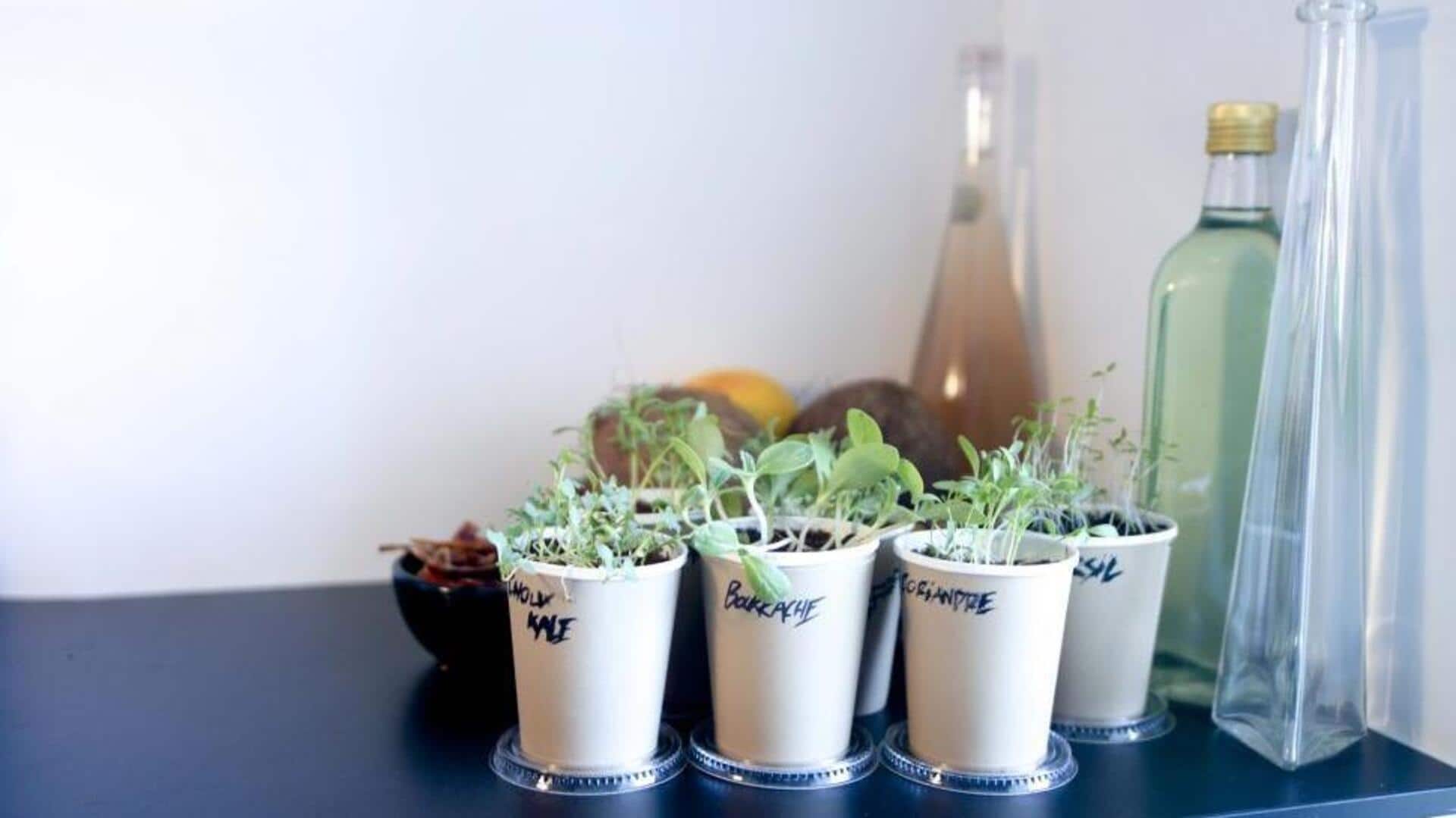 Mengeringkan herbal dengan kantong kertas