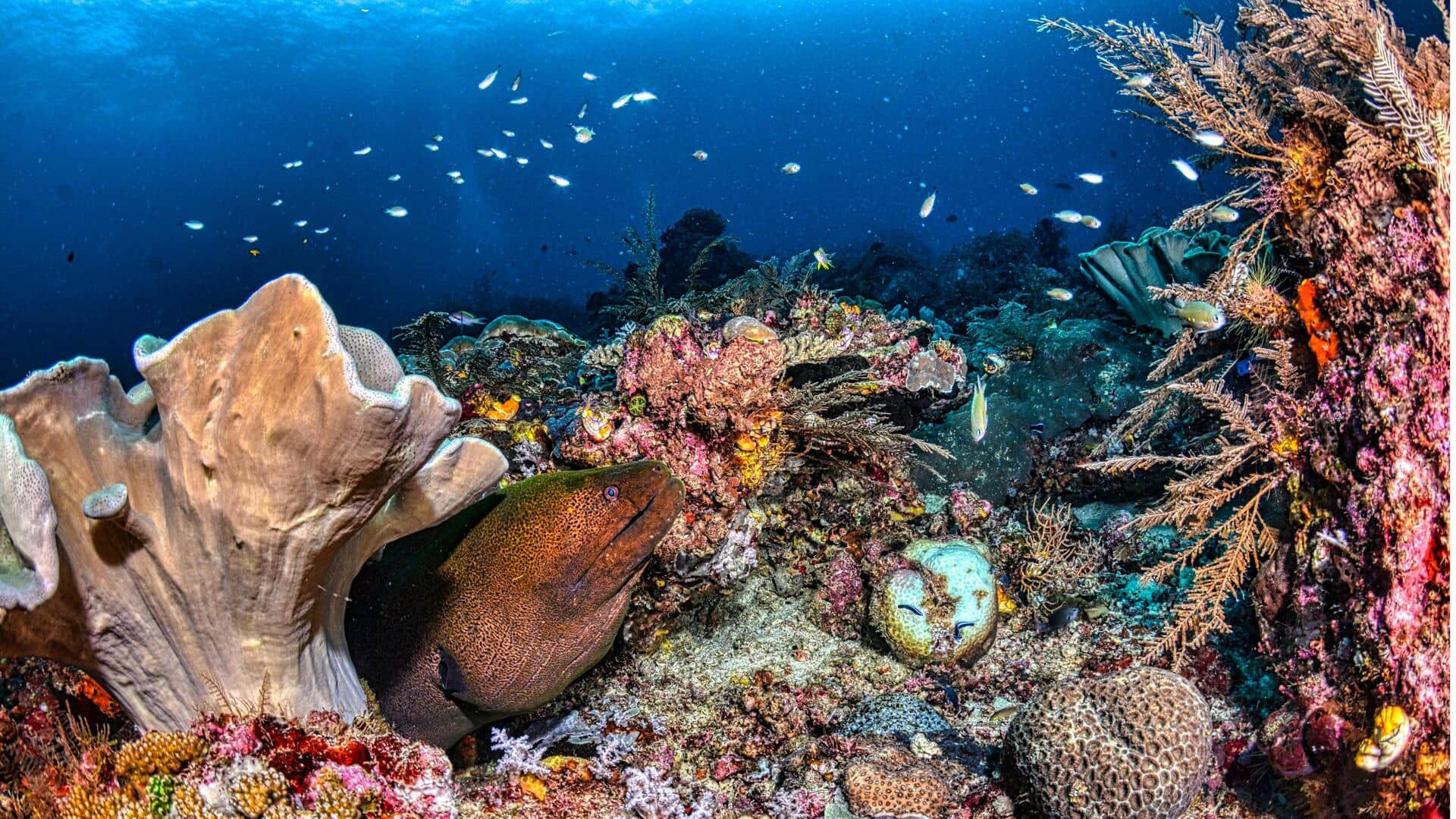 Penemuan Ilmiah Tak Terduga dari Analisis Rute Pengiriman Global