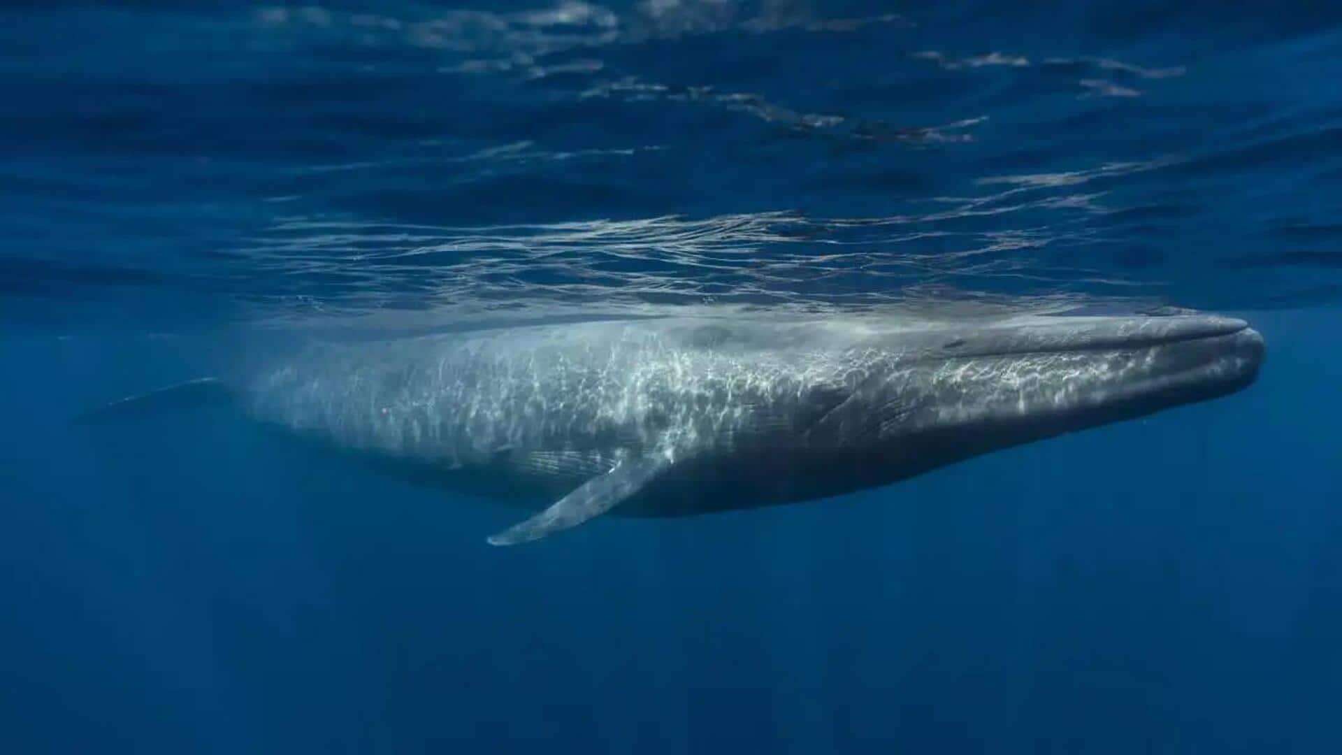 Memahami Komunikasi Rahasia Paus Biru di Bawah Laut Memahami Komunikasi Rahasia Paus Biru di Bawah Laut