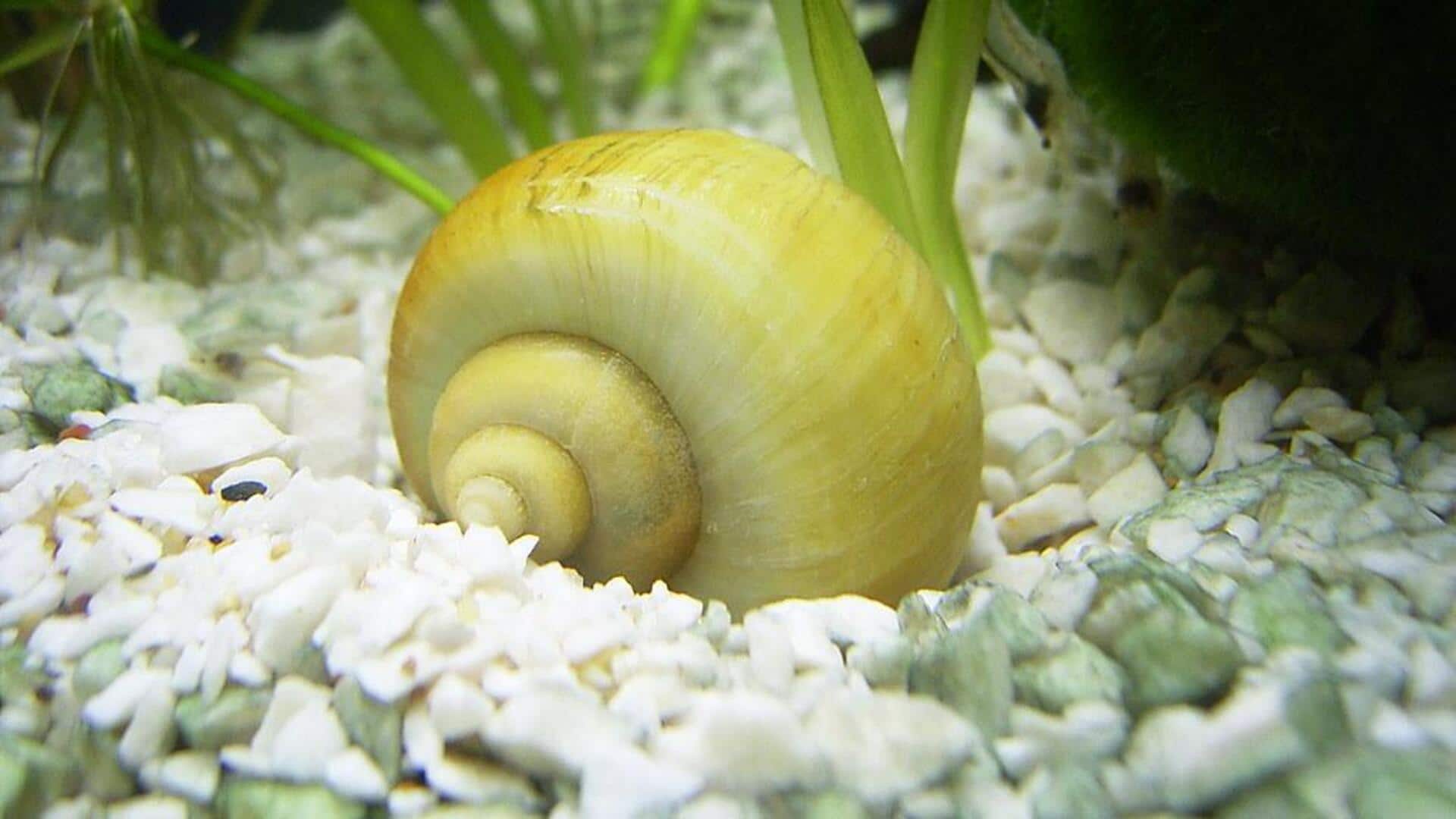 Fakta menarik tentang siput laut