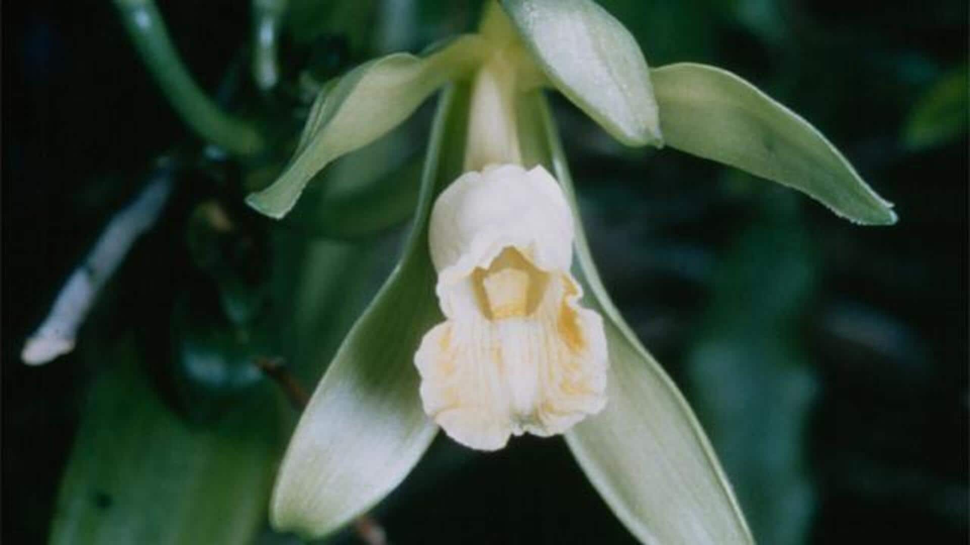 Lima Cara Efektif Menanam Anggrek Vanili di Rumah