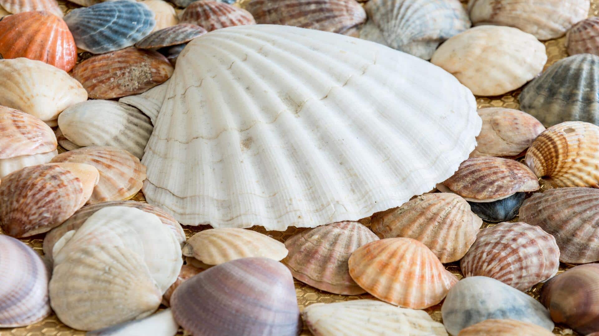 Kerang laut: Ubah menjadi tempat lilin yang menawan