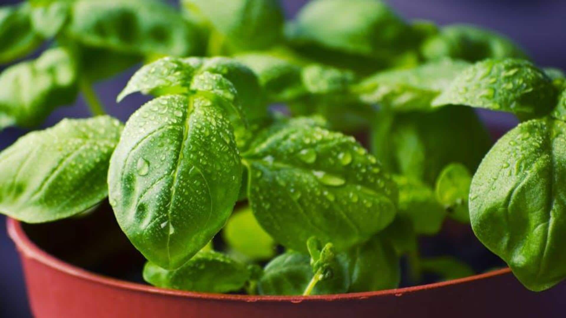 Menumbuhkan Herbal dari Sisa Dapur secara Berkelanjutan