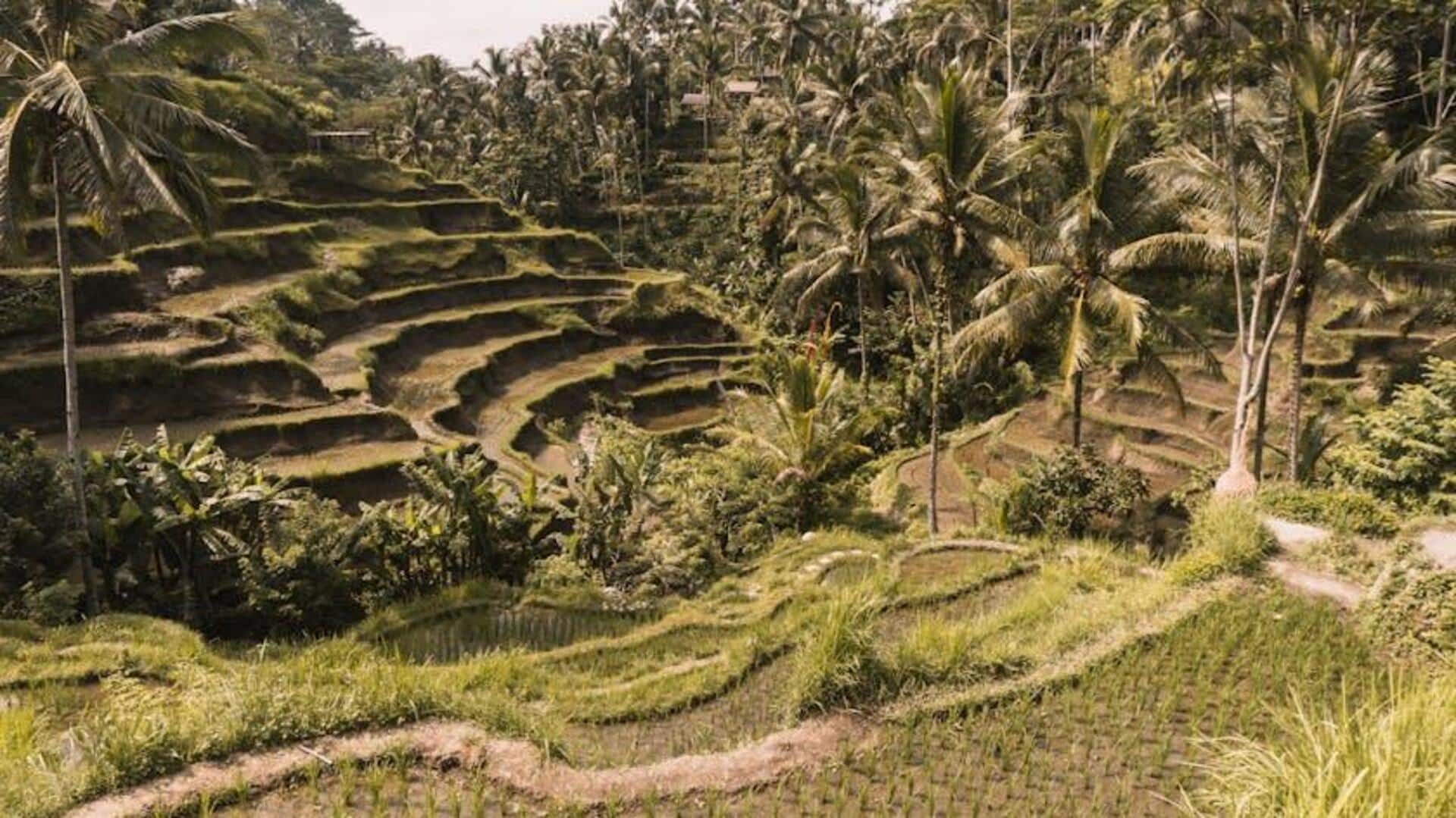 Keindahan Tersembunyi di Teras Sawah Tegalalang