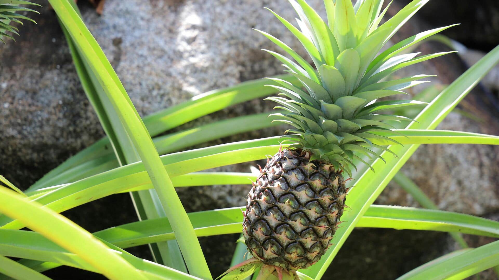 Buah Tropis yang Bisa Ditanam di Ruang Kecil
