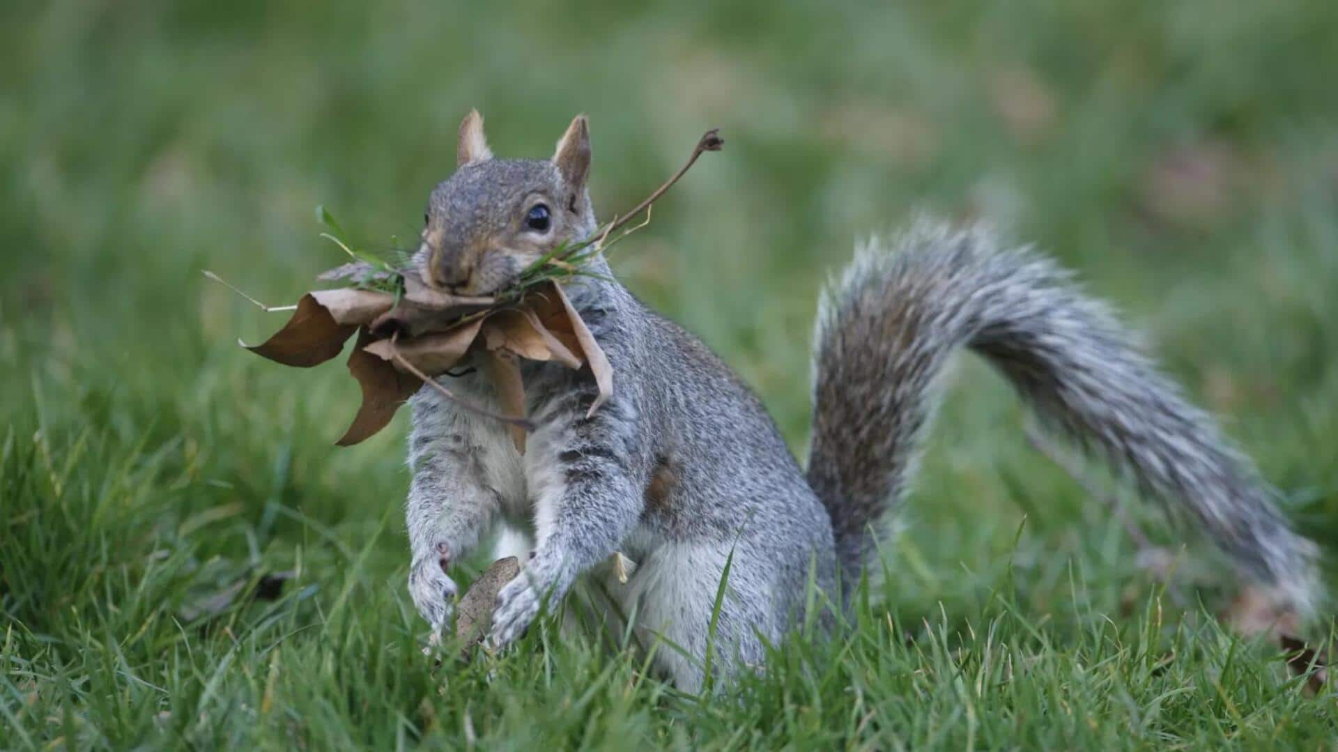 Sarang Tupai: Arsitektur Cerdik dan Pemilihan Material yang Mengejutkan