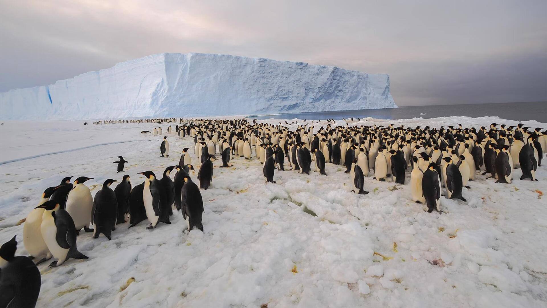 Mempelajari Kebiasaan Berkumpul Penguin: Strategi Bertahan Hidup di Alam Liar