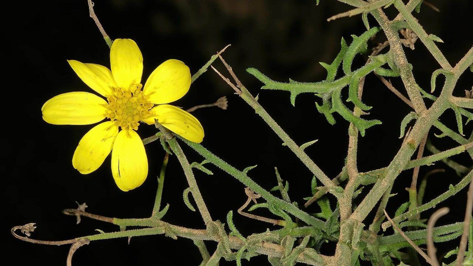 Fakta-Fakta Unik Perawatan Bunga Aster Afrika
