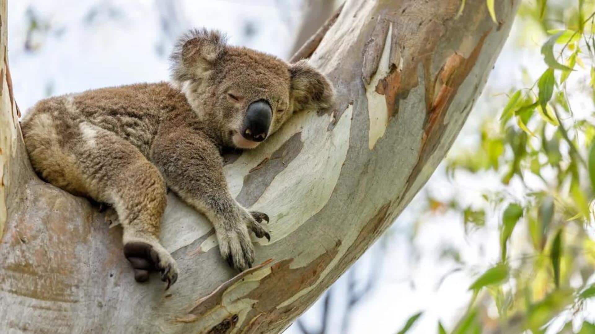 Fakta Tersembunyi tentang Kehidupan Koala yang Bergantung pada Pohon Eukaliptus
