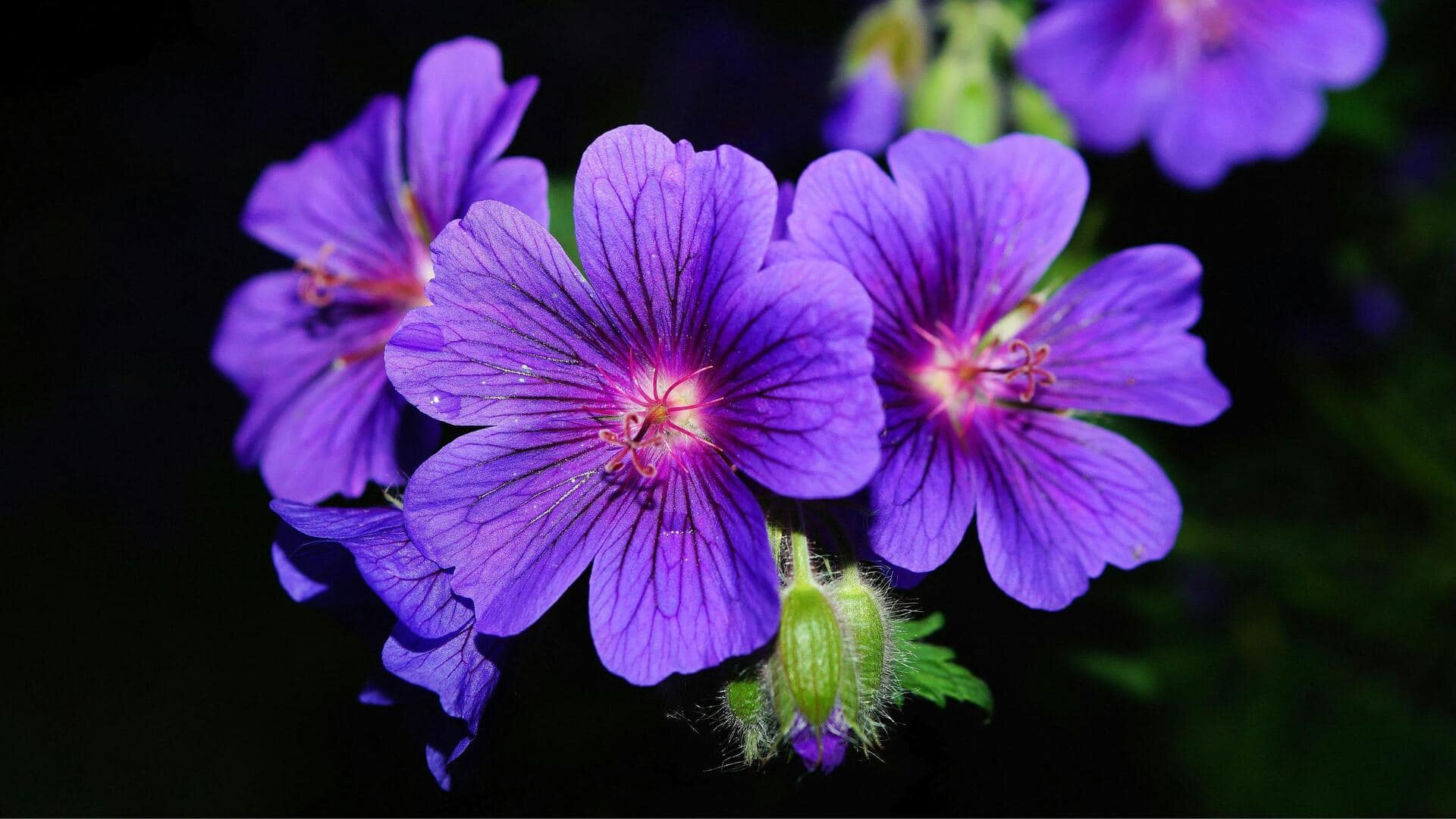 Geranium: Tips Sederhana untuk Mekar di Dalam Ruangan Geranium: Tips Sederhana untuk Mekar di Dalam Ruangan