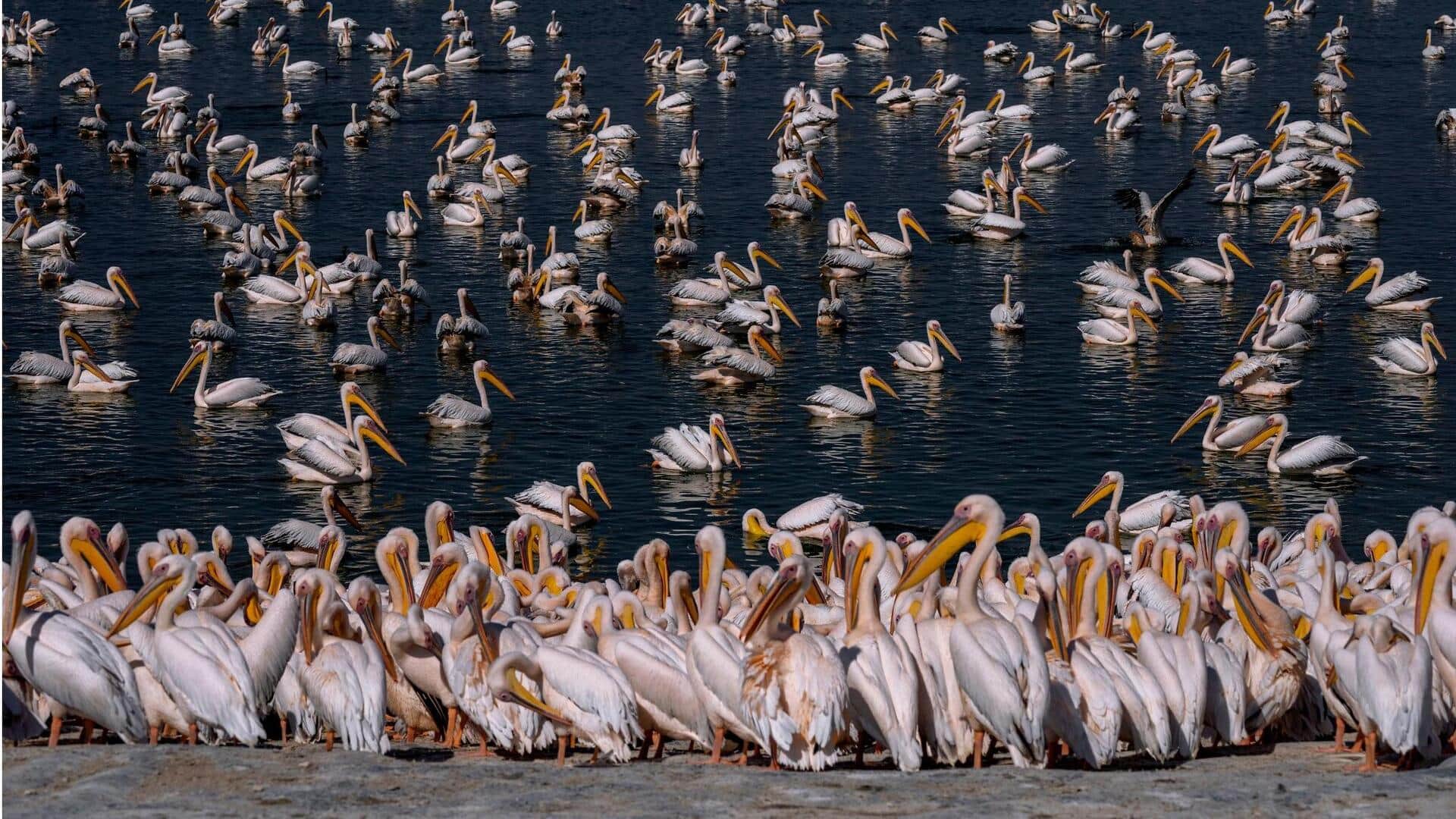 Daya Tarik dari Gerombolan Pelikan bagi Para Pengamat Burung