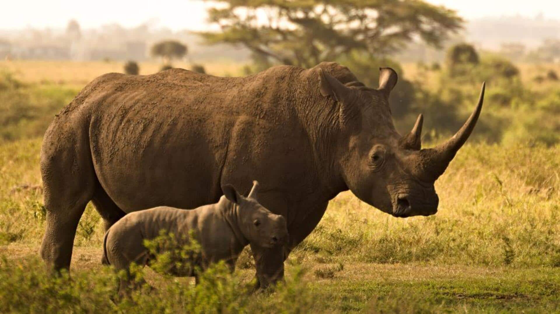 Memahami Pola Migrasi Badak yang Unik
