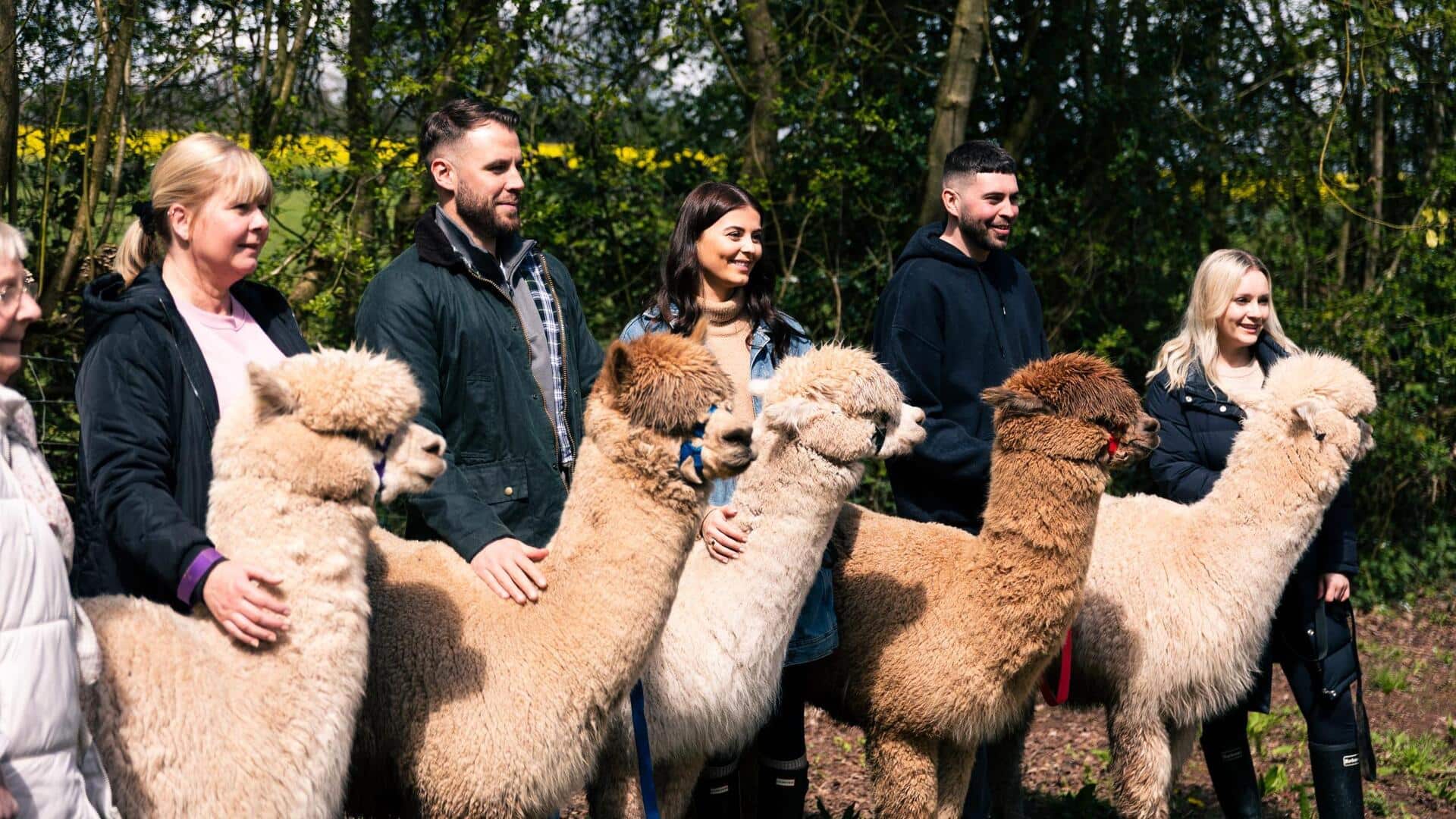 Jelajahi Jalur Hiking yang Indah bersama Kawanan Alpaka