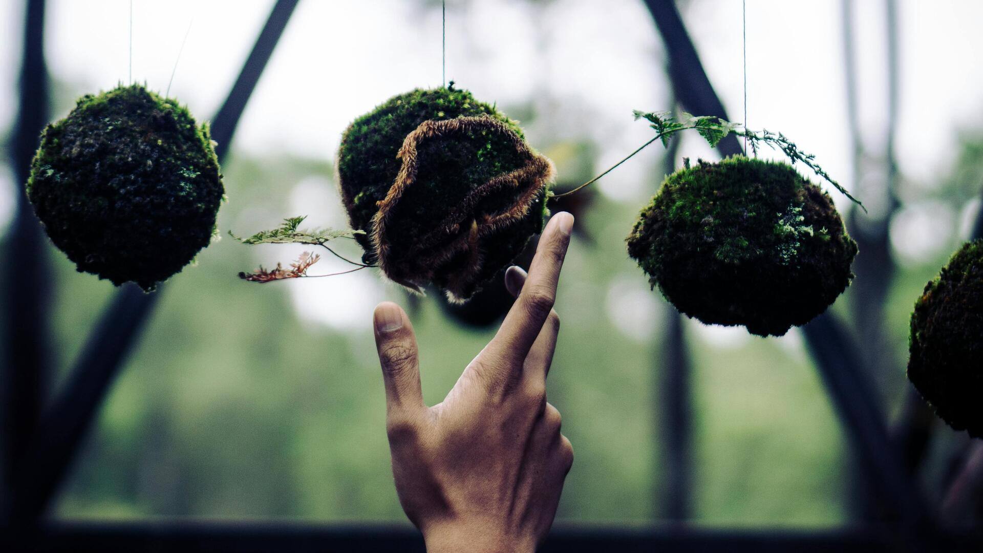 Lima Fakta Menarik tentang Bola Lumut Marimo