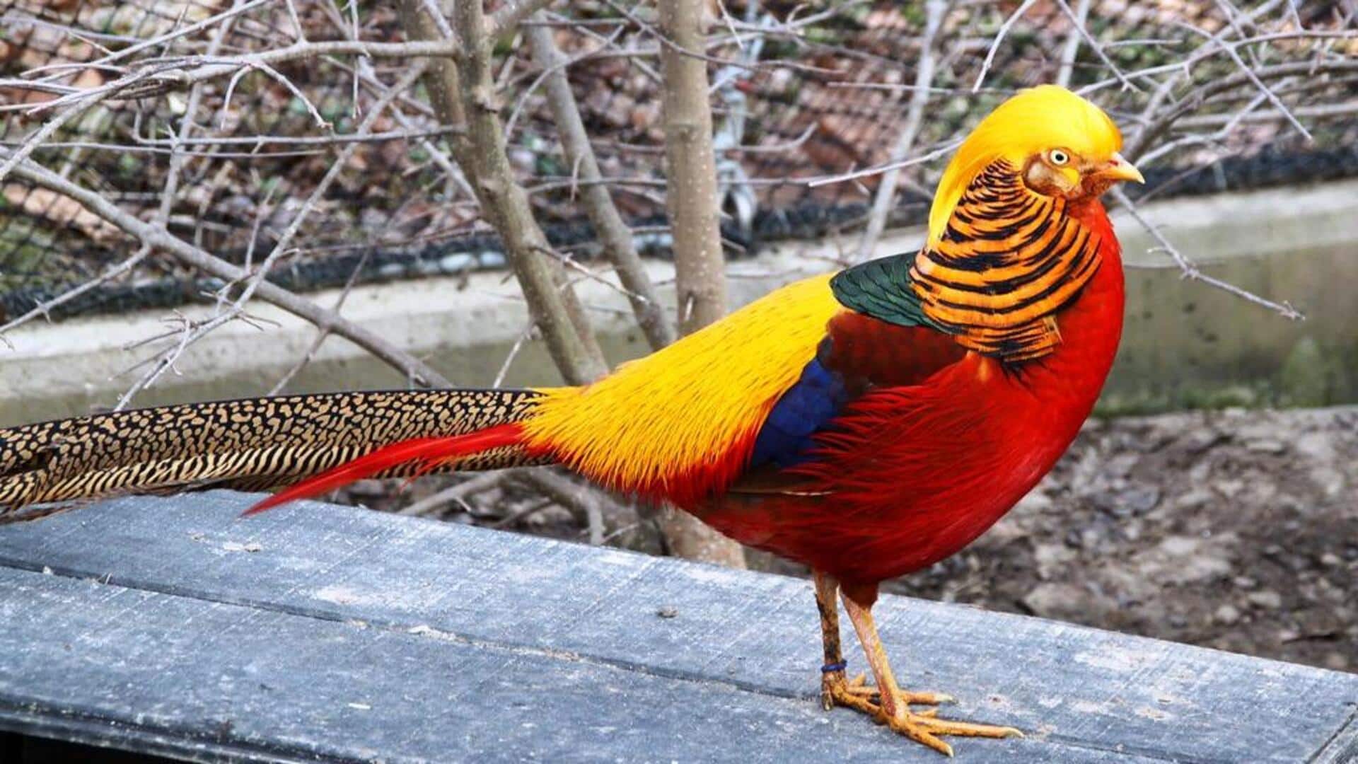 Fakta menarik tentang Golden Pheasant