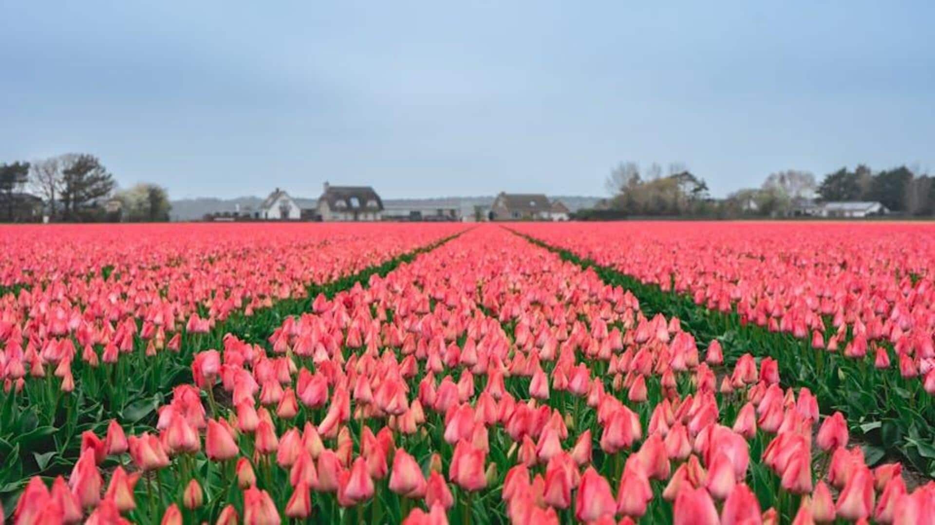 Menjelajahi Ladang Tulip Belanda dengan Sepeda