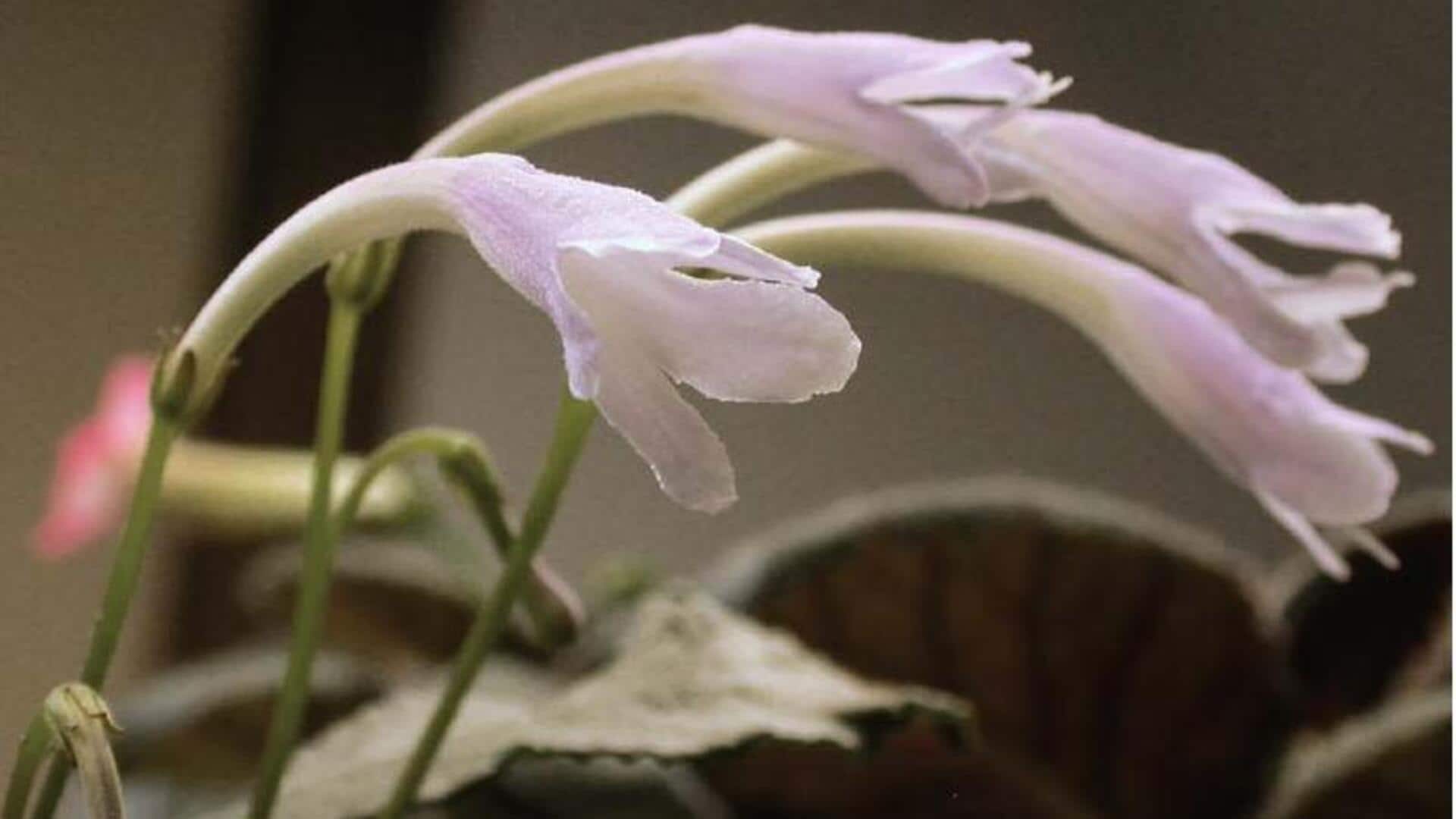 Pernah Mencoba Cape Primrose? Rahasia Tumbuh di Dalam Ruangan Terungkap!
