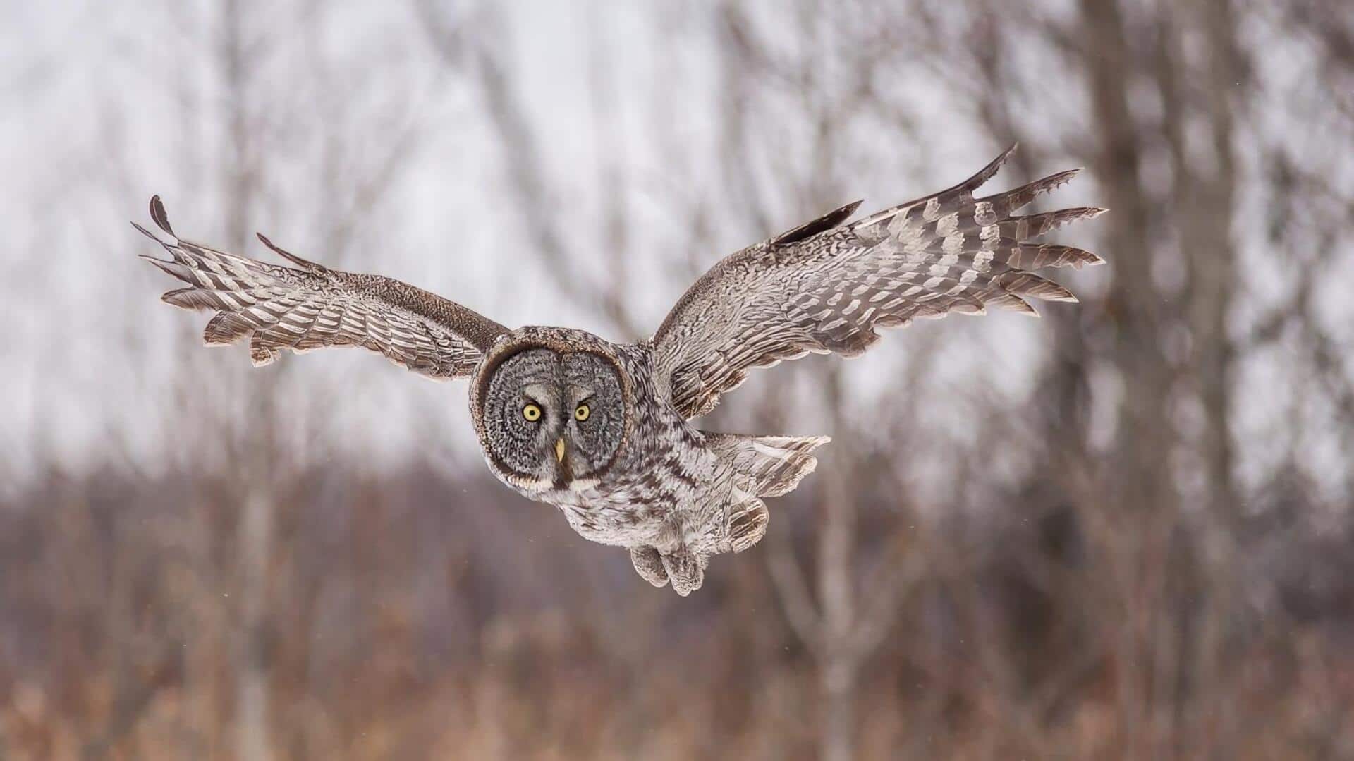 Burung Hantu: Pemburu Senyap di Alam Liar