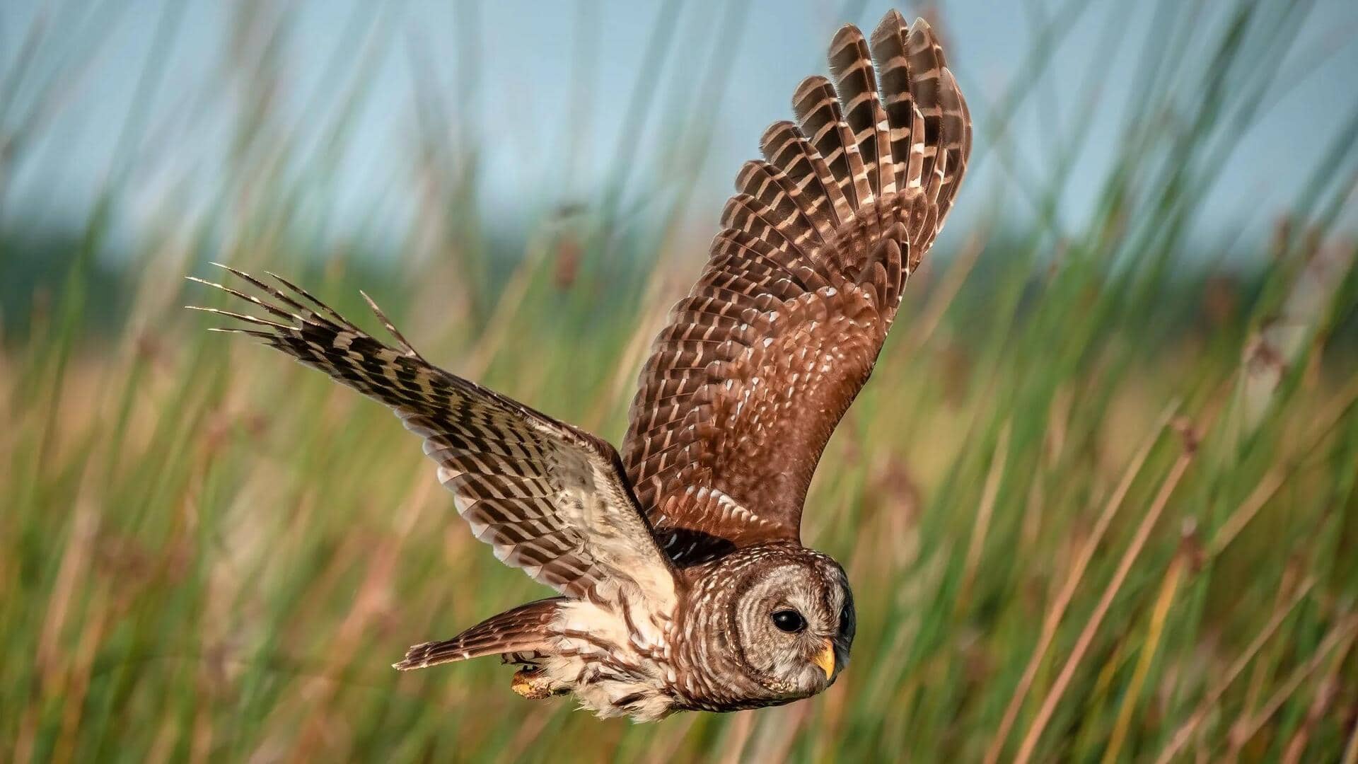 Studi Akustik dari Kepakan Sayap Burung Hantu
