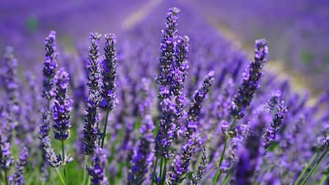 Rahasia Menanam Lavender: Lima Tips Tak Terlewatkan