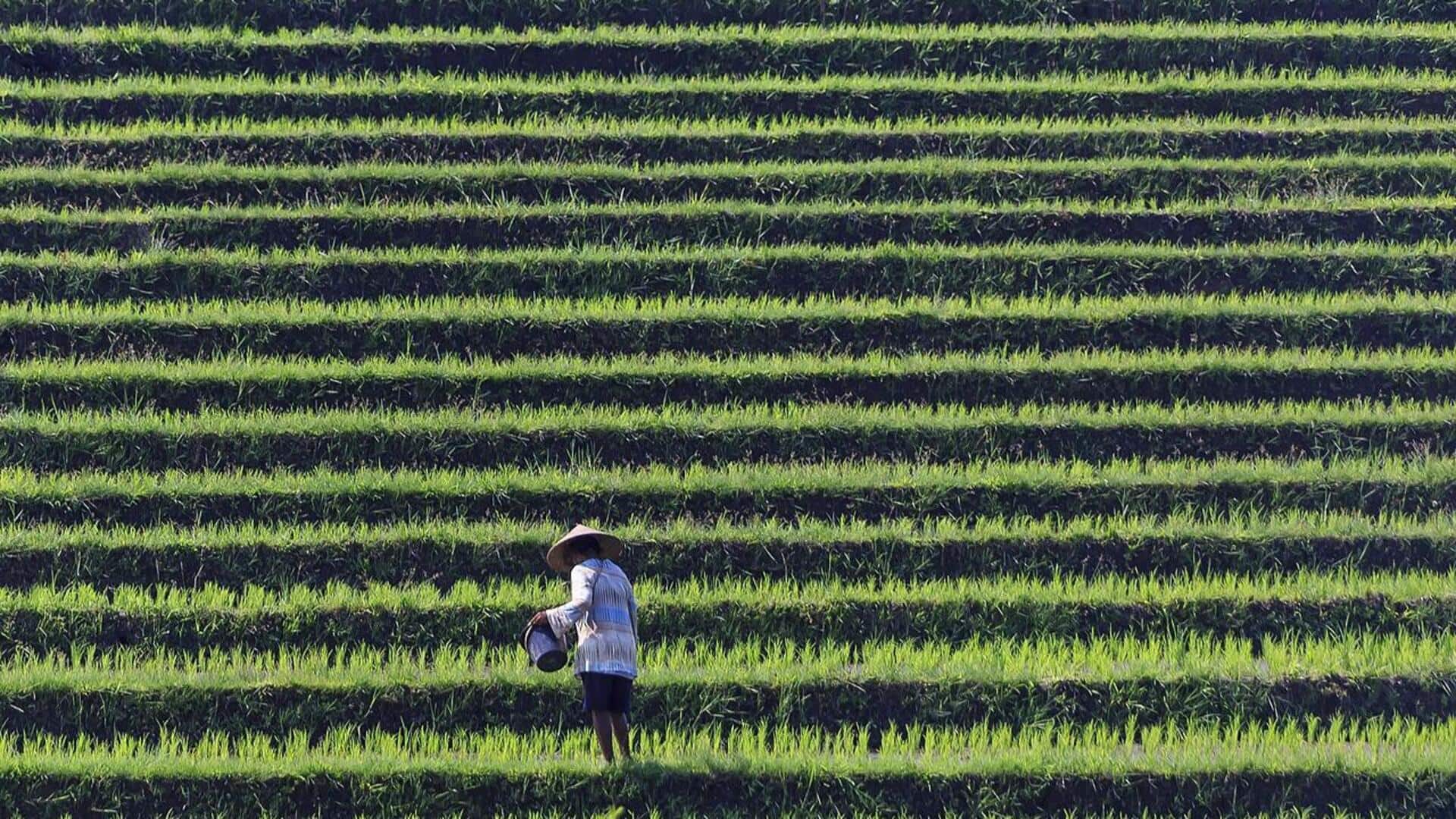 Menemukan Sawah Terasering di Bali Tanpa Keramaian Wisatawan