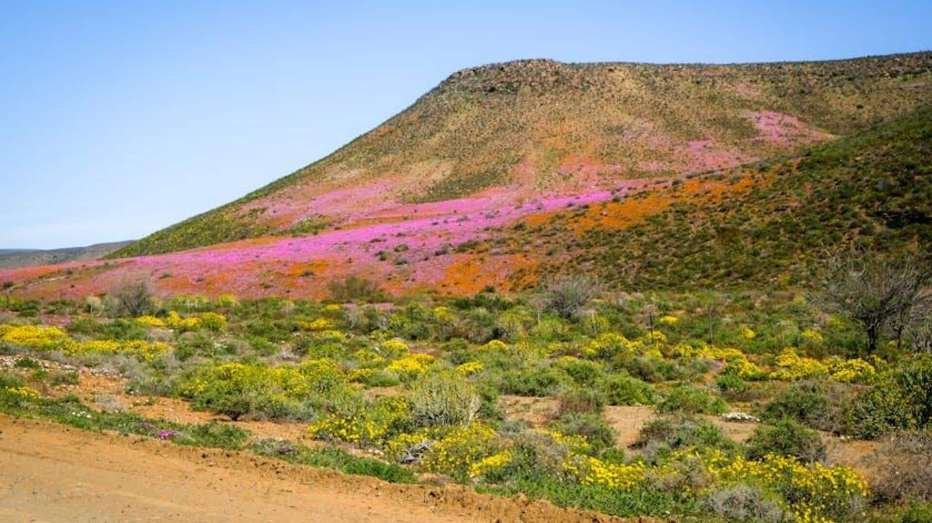 Menjelajahi Keajaiban Taman Nasional Karoo, Afrika Selatan Menjelajahi Keajaiban Taman Nasional Karoo, Afrika Selatan
