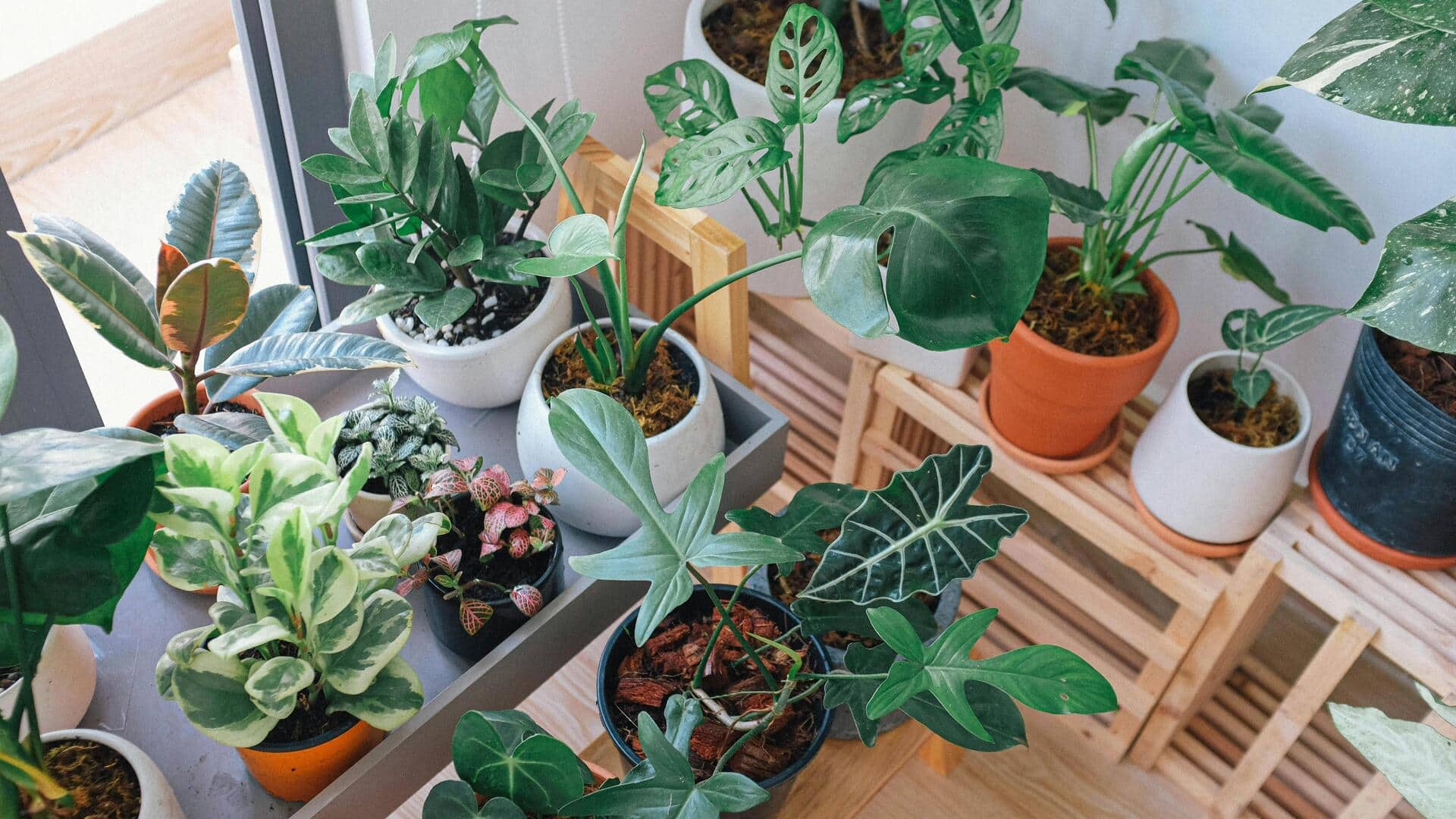 Meningkatkan produktivitas dengan tanaman indoor Meningkatkan produktivitas dengan tanaman indoor