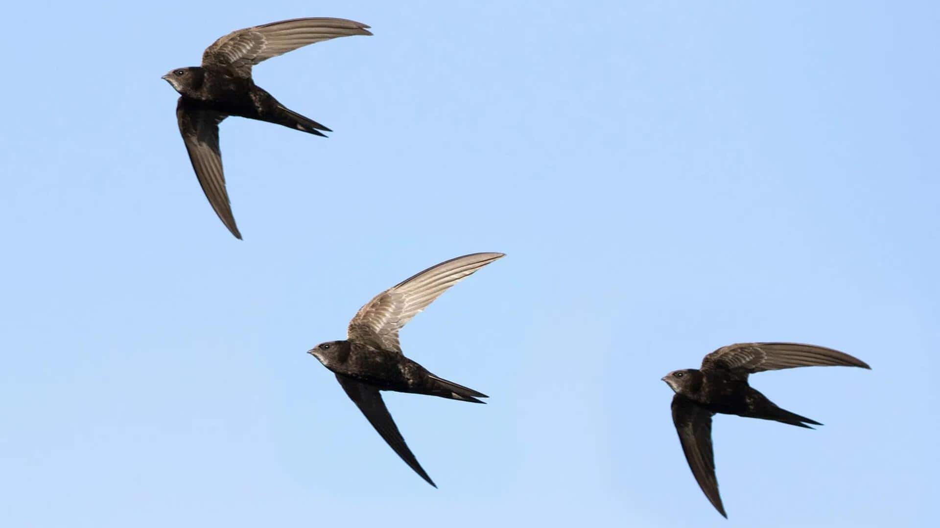 Cara Burung Swift Bekerja Sama saat Beristirahat di Koloni Besar