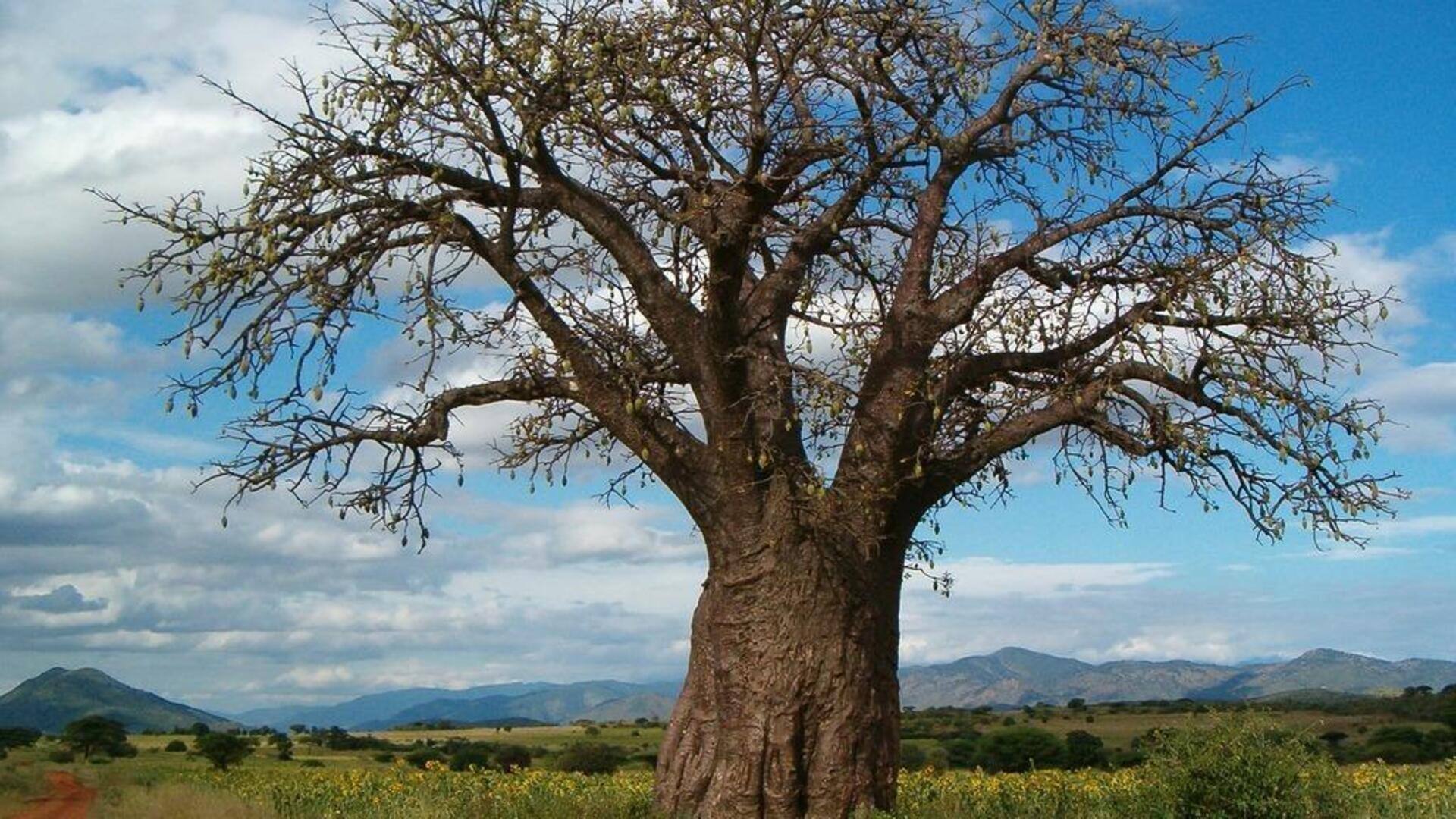 Manfaat Minyak Baobab untuk elastisitas kulit Manfaat Minyak Baobab untuk elastisitas kulit