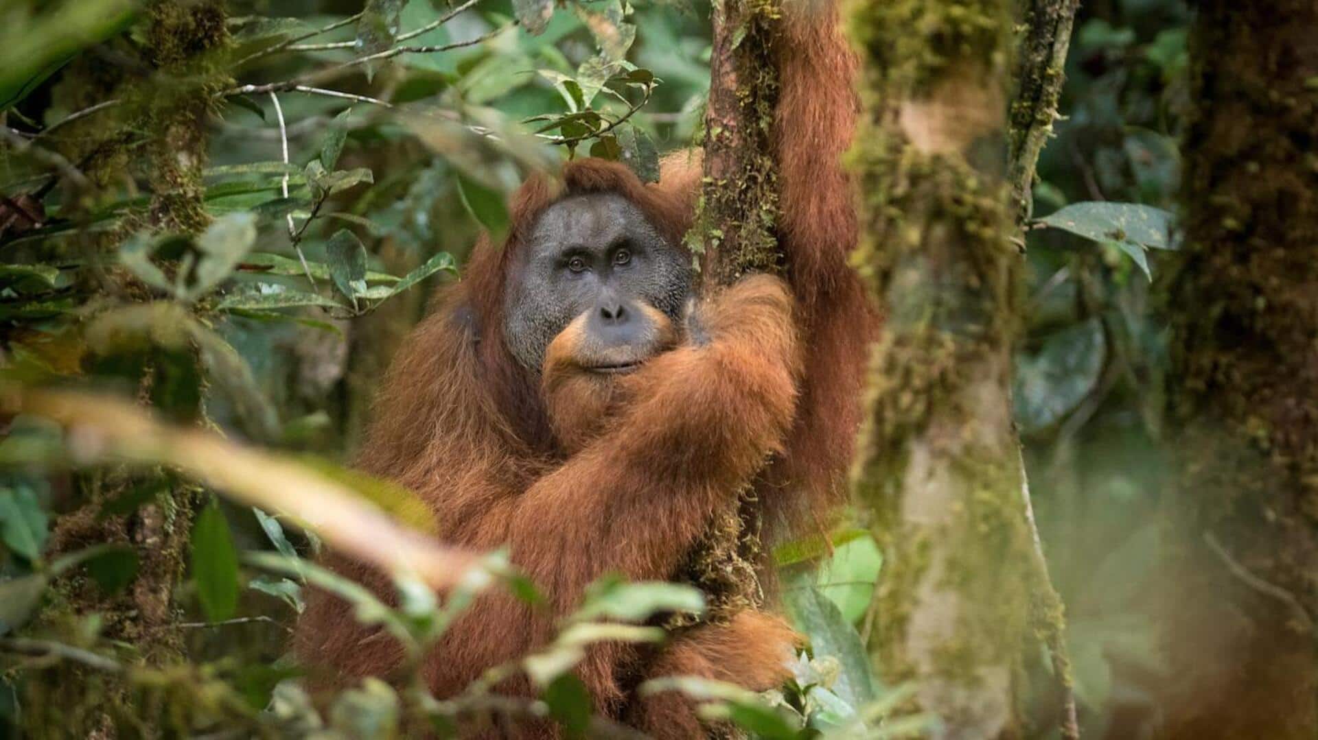Panduan Penting untuk Penyelamatan Orangutan secara Global